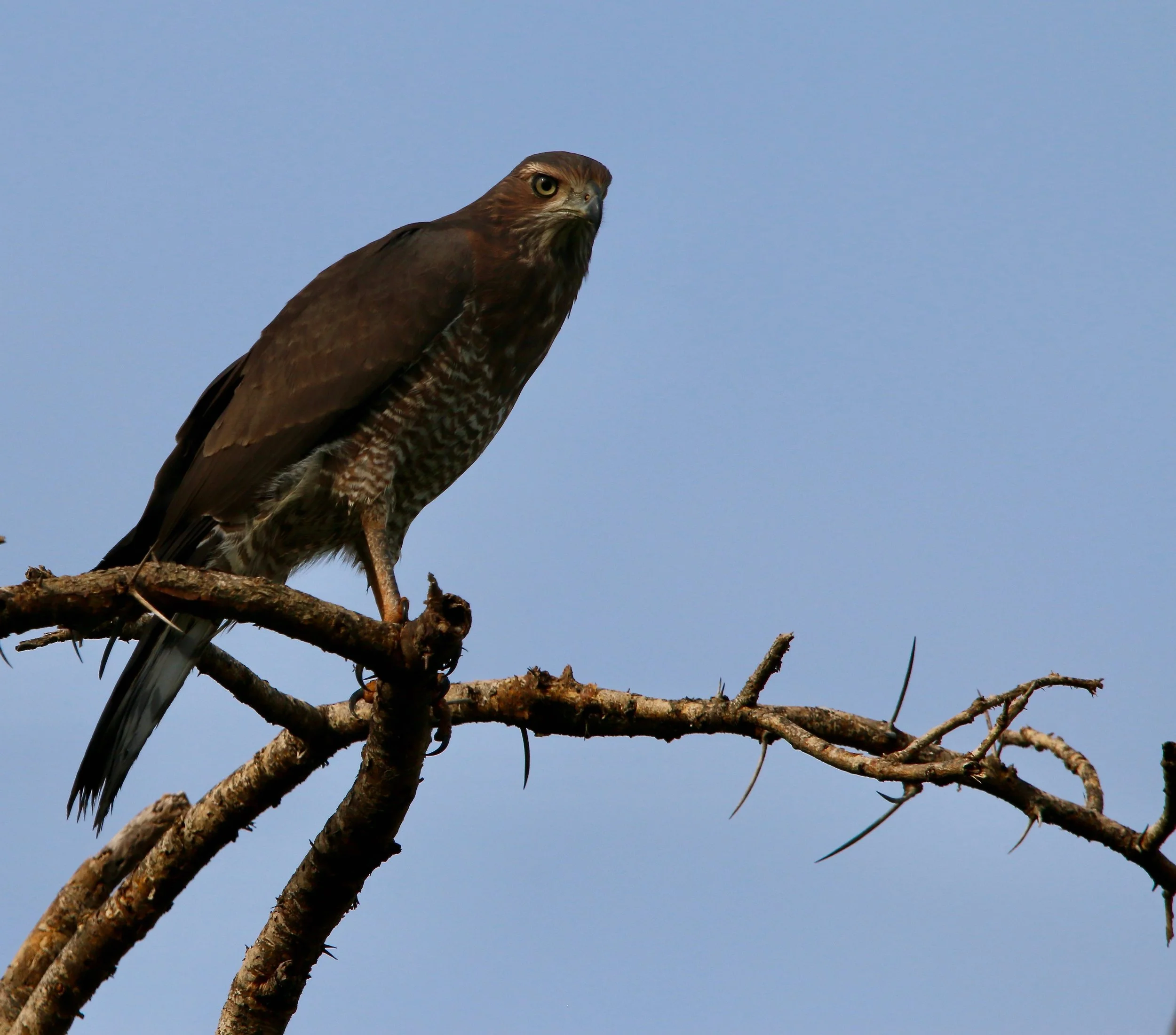 Common buzzard, Uganda
