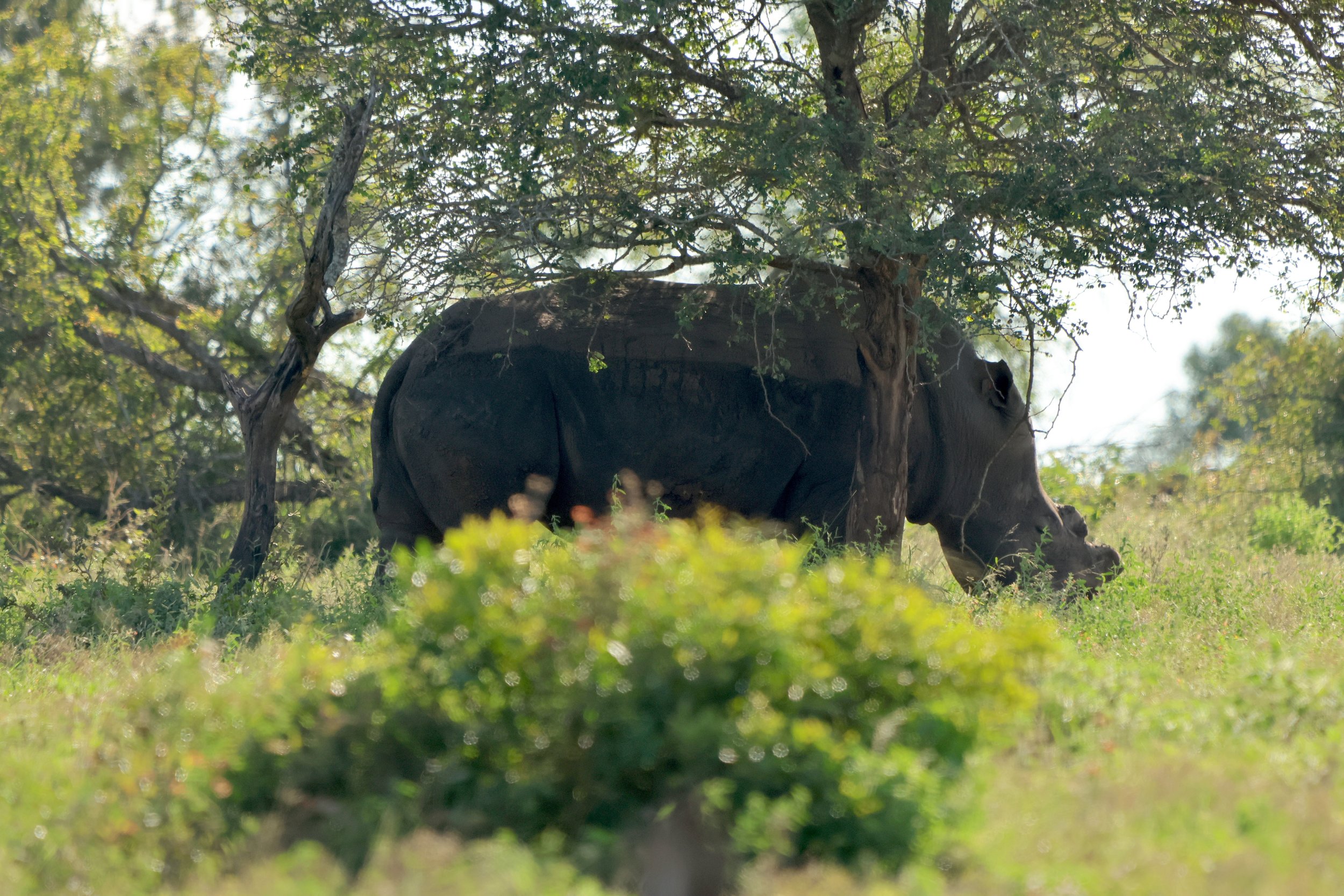 Rhino KNP 1.JPG