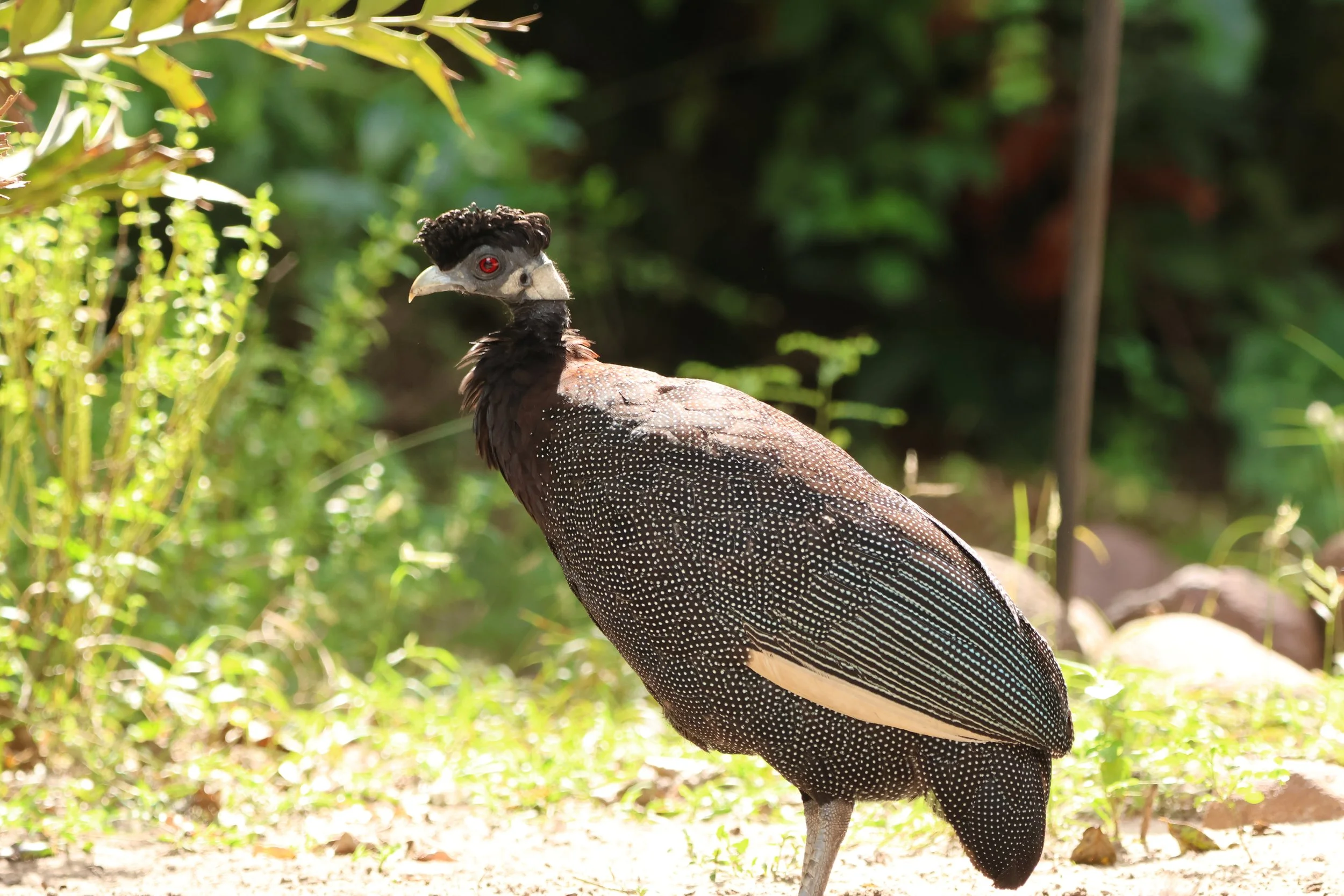 Crested guineafowl