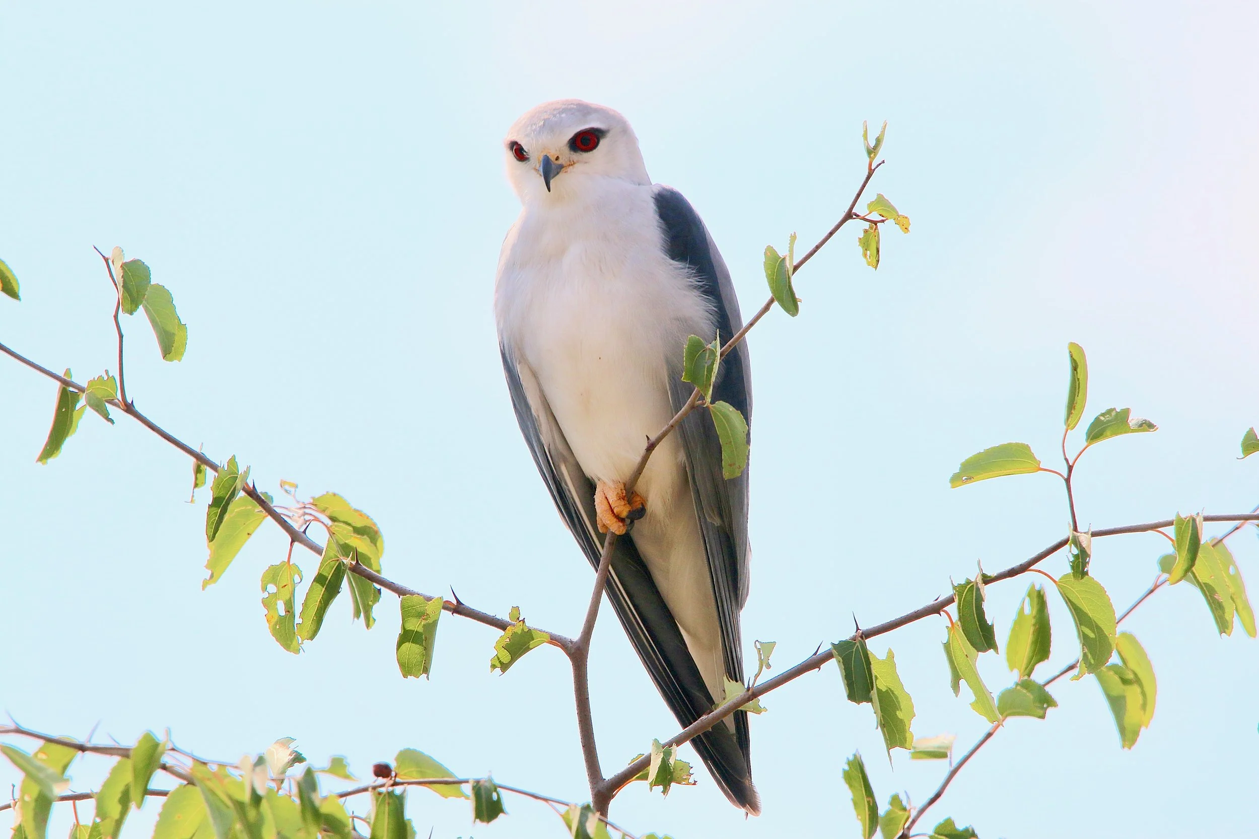 Birds