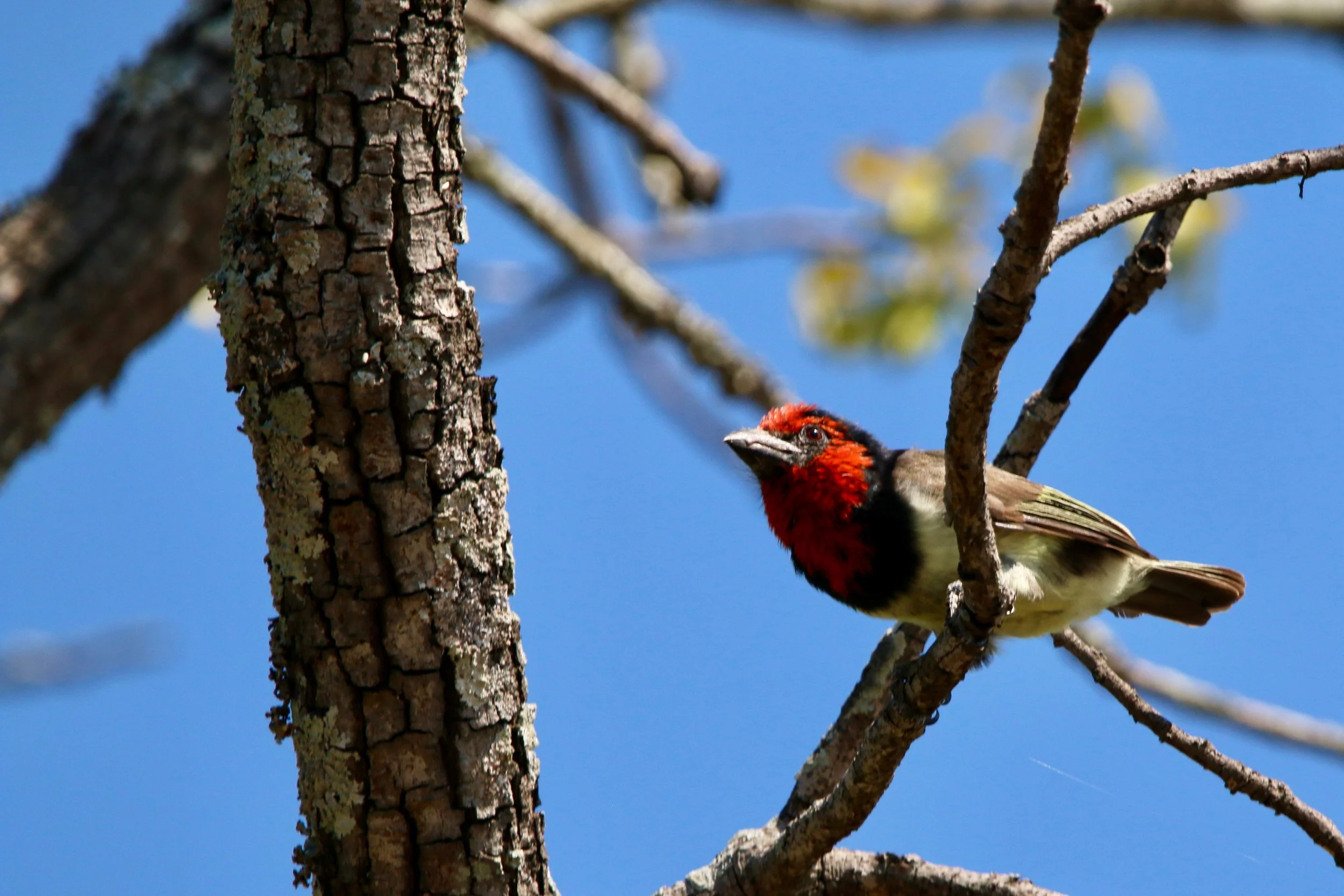 Black-collared barbet, South Africa