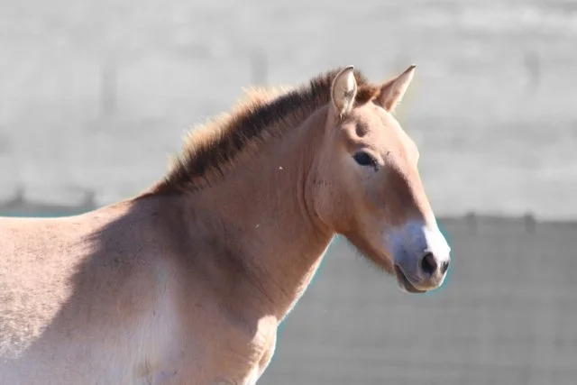 Przewalski's horse, France