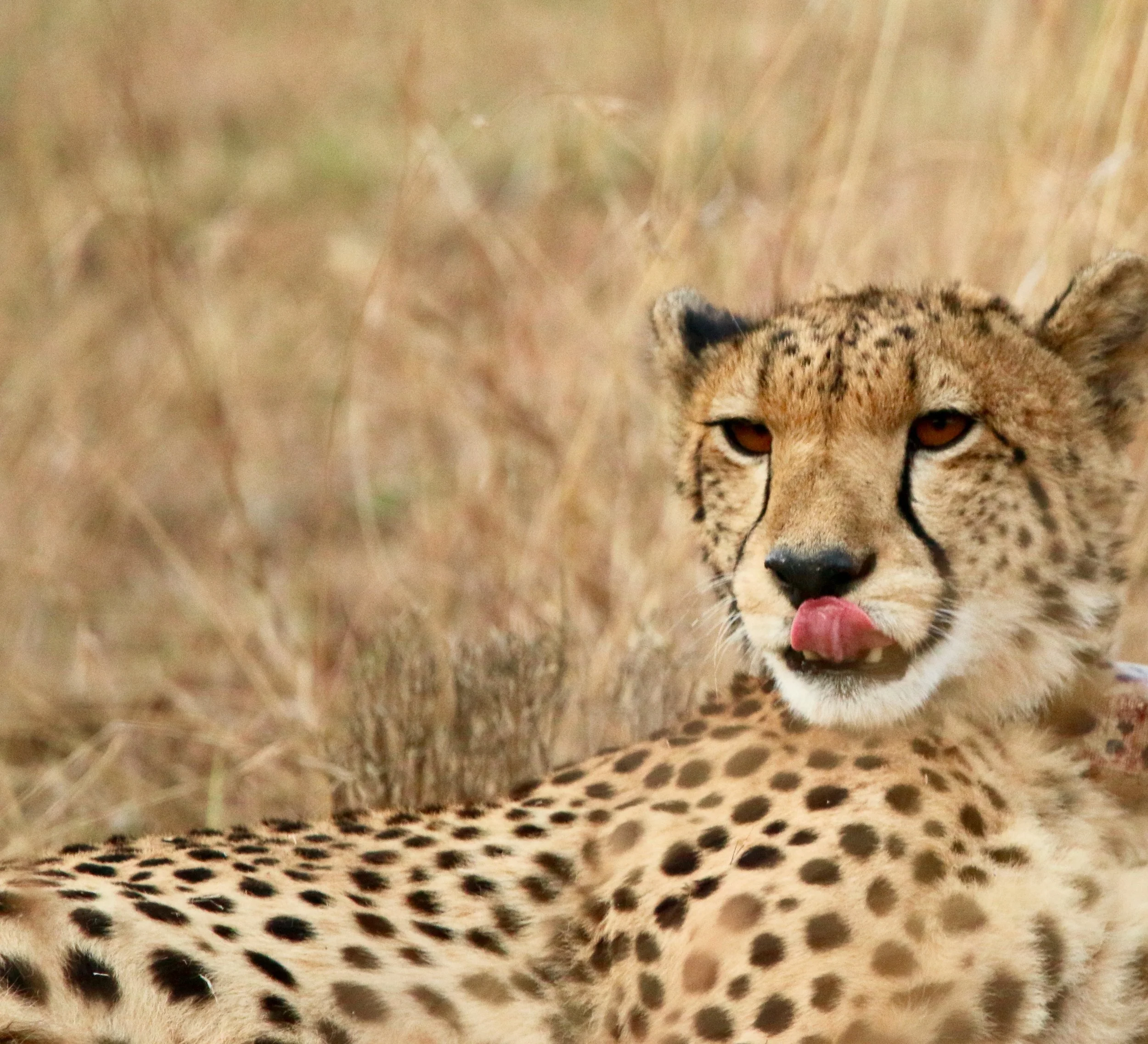 Cheetah, South Africa