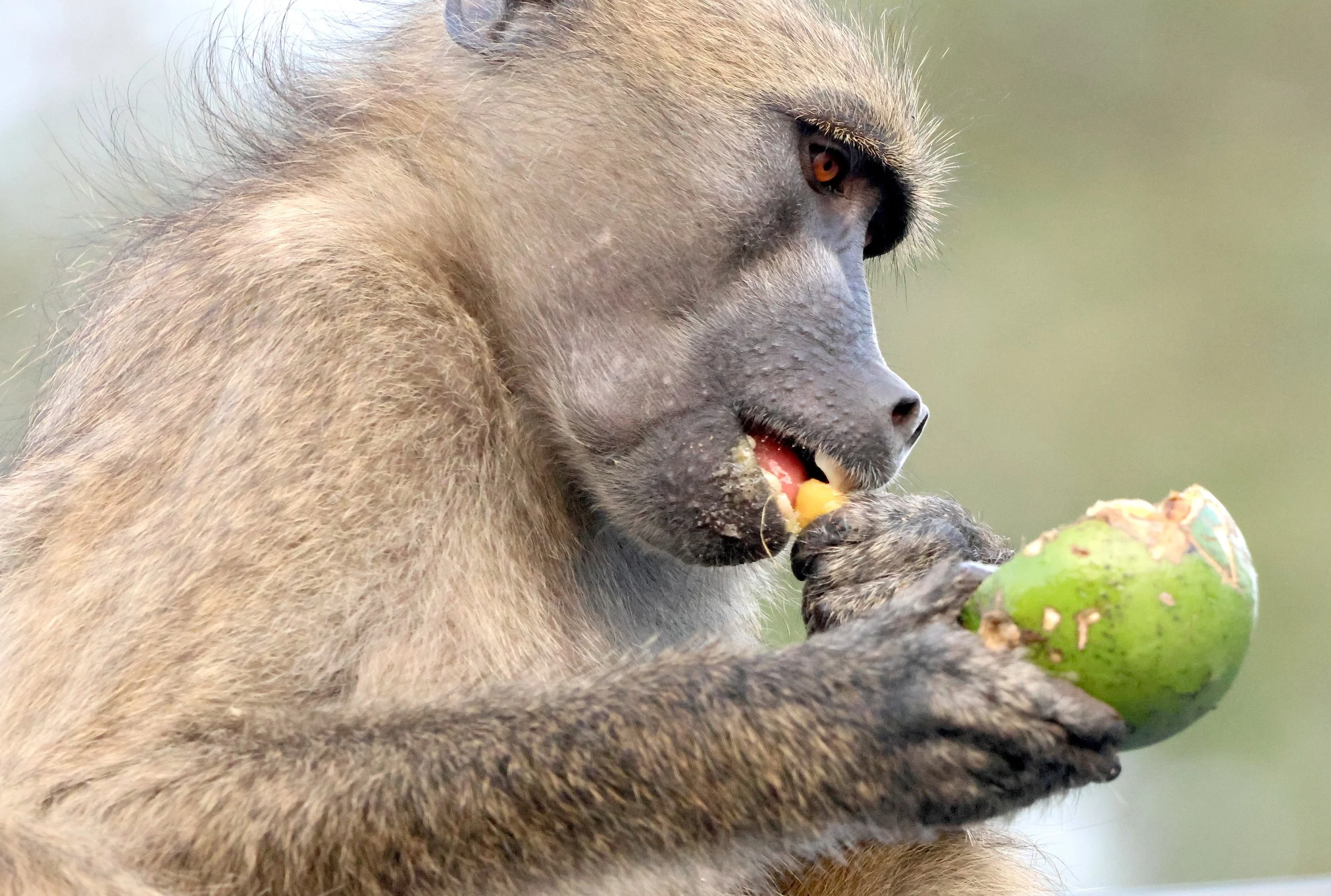 Baboon
