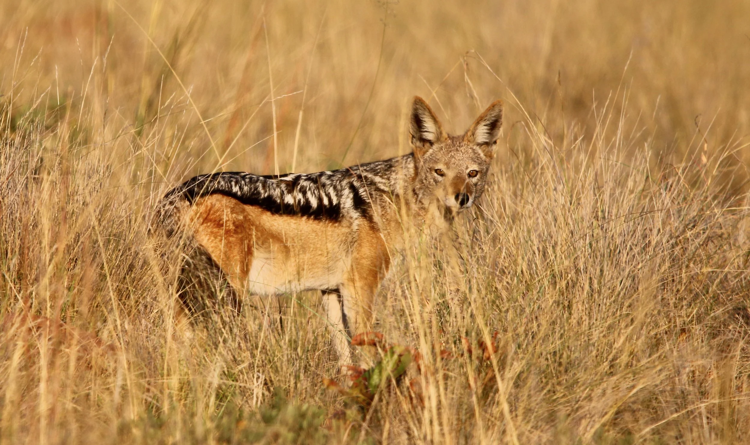 Black-backed jackal