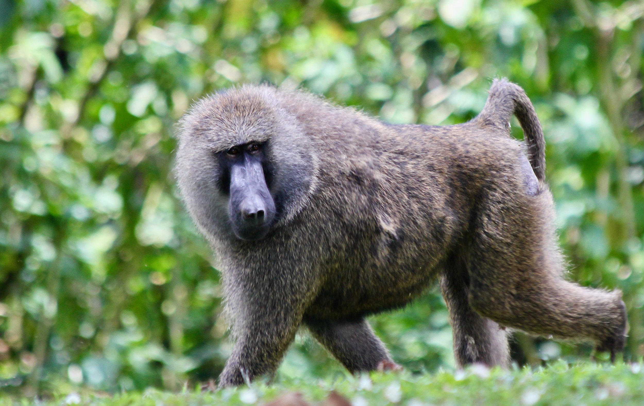 Baboon