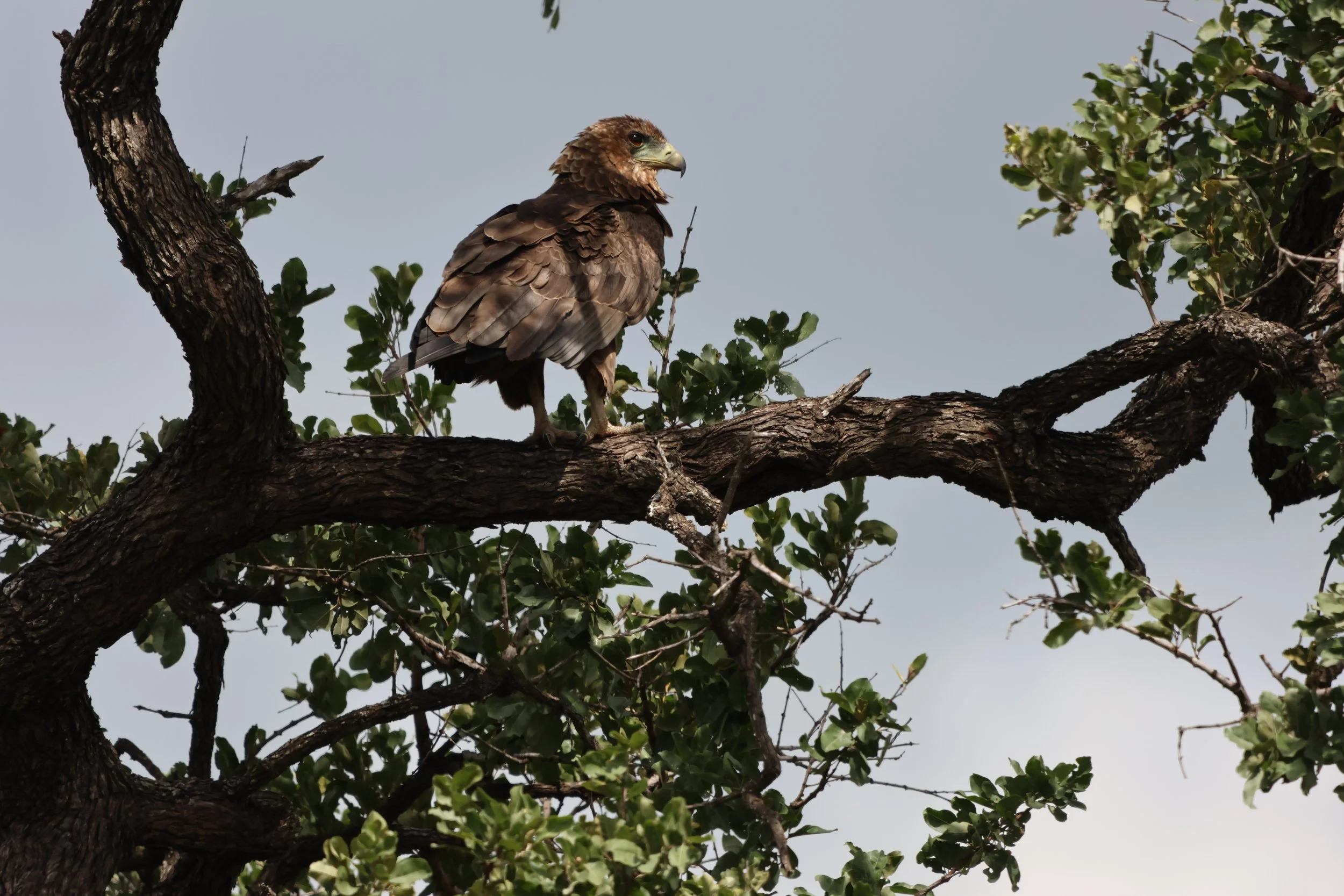 Bateleur (immature) 1.JPG
