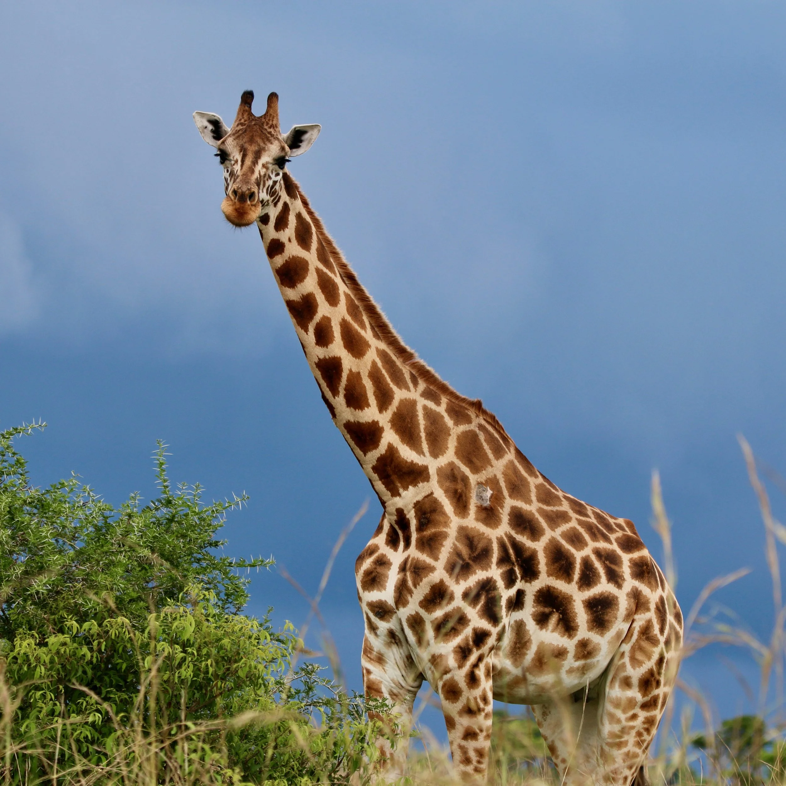 Giraffe, Uganda
