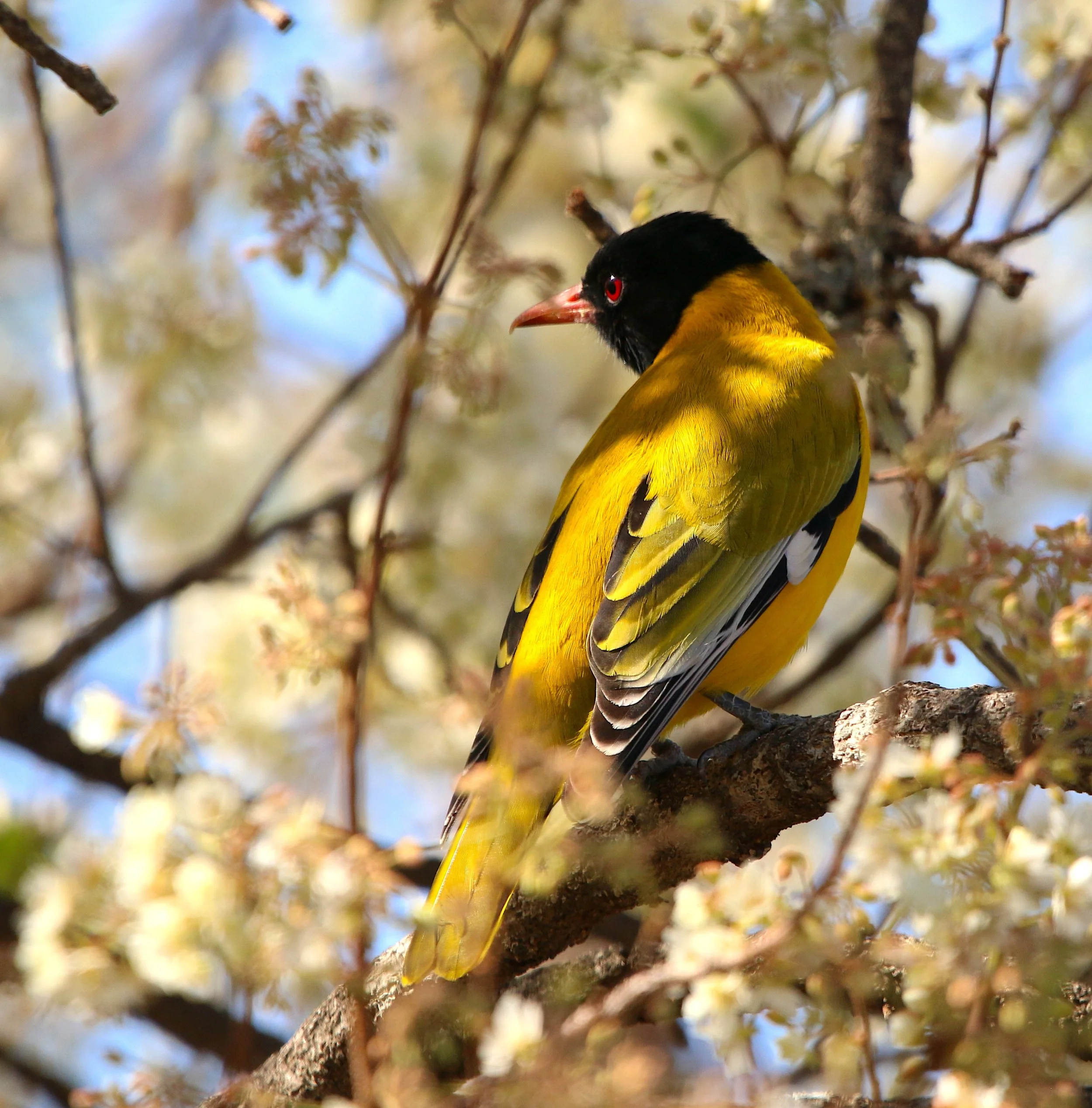 Black-headed oriole, South Africa