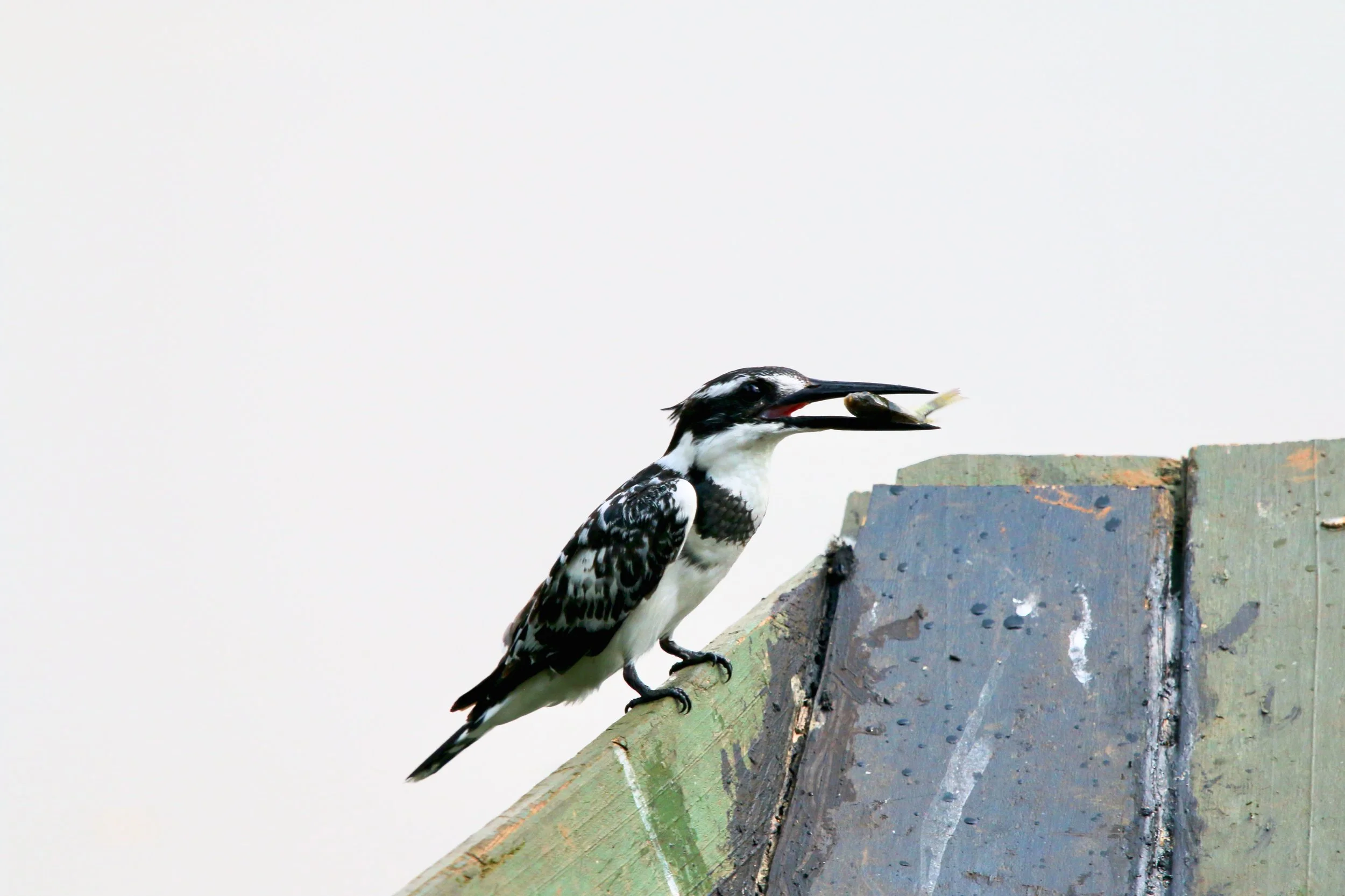 Pied kingfisher, Uganda