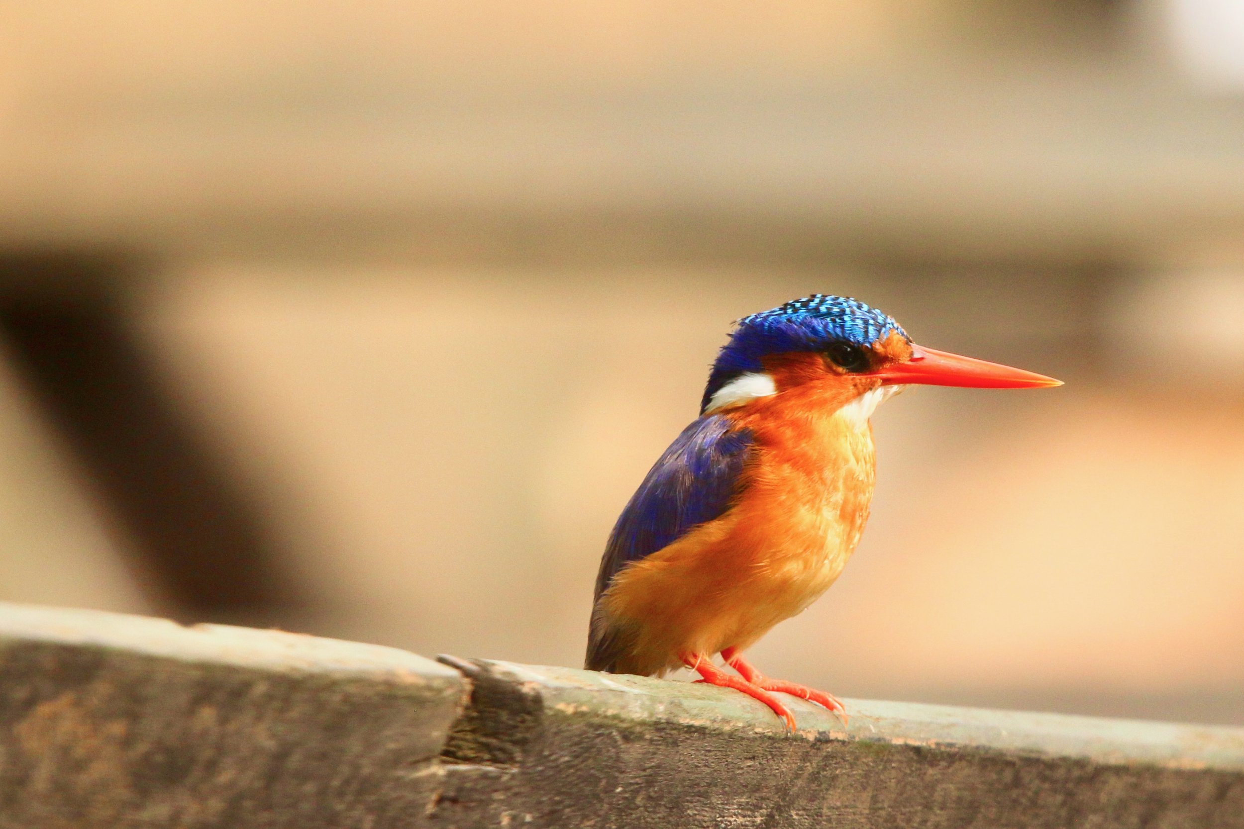 Malachite kingfisher, Uganda