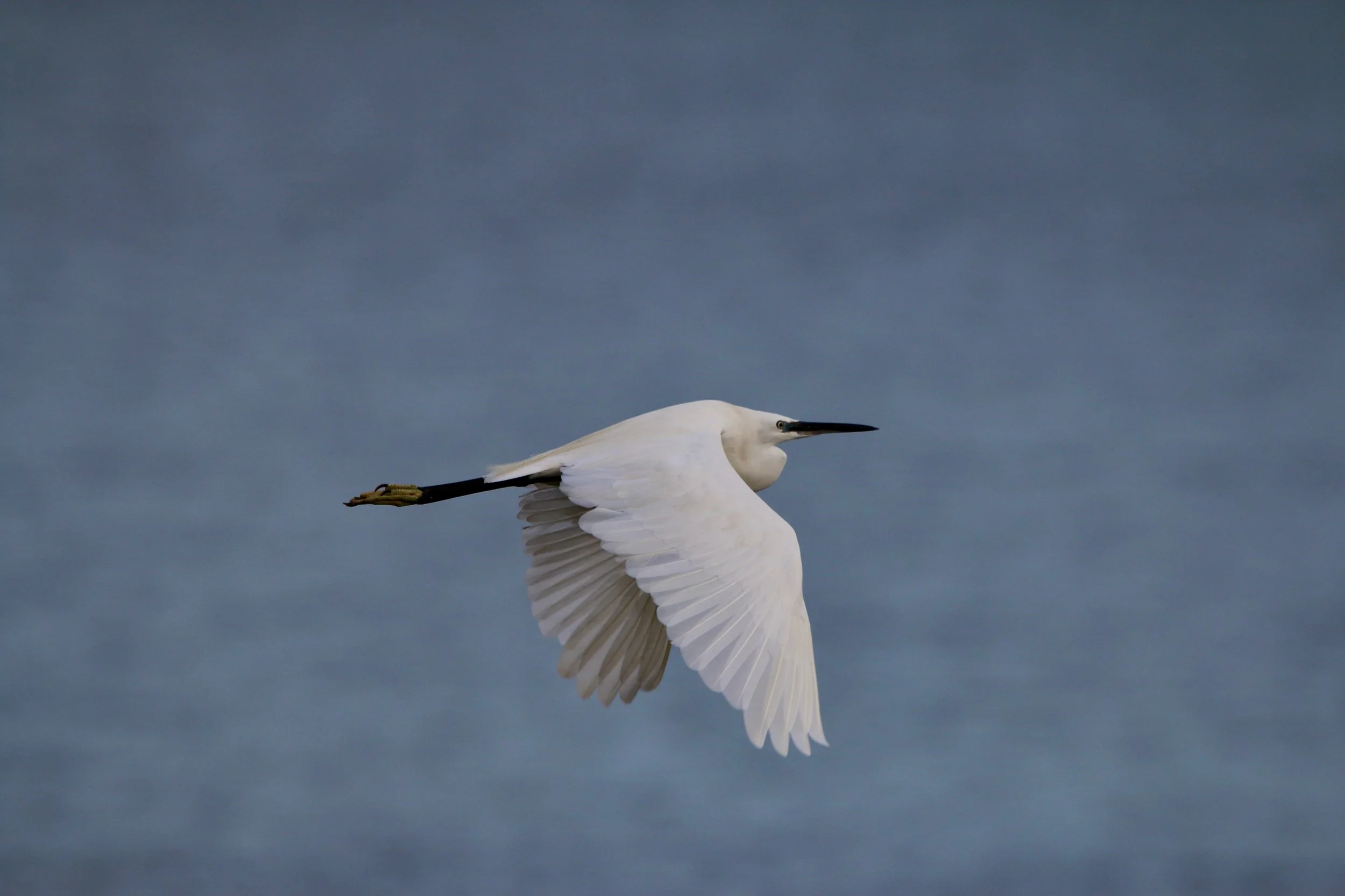 Little egret, Uganda