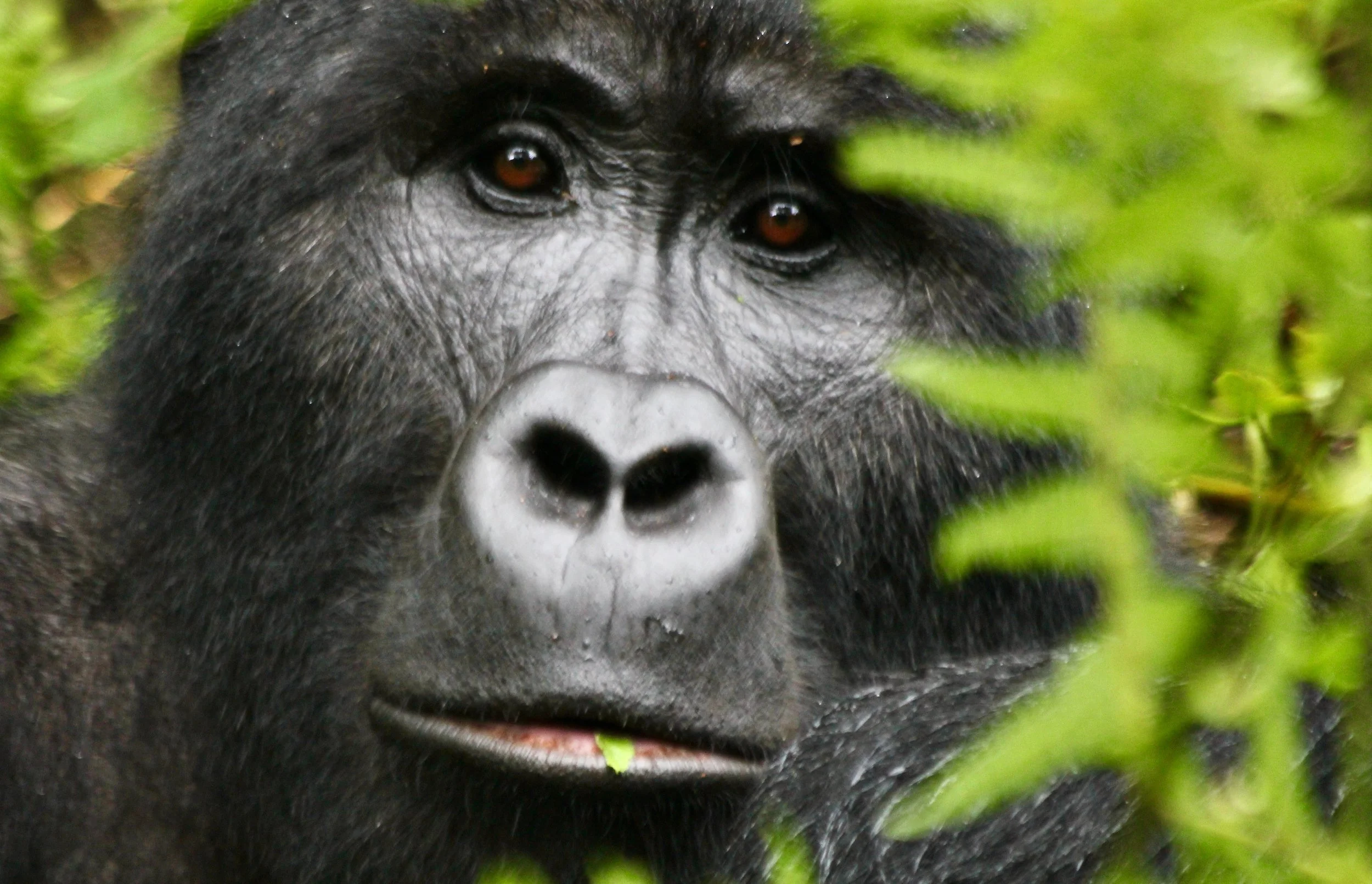 Gorilla