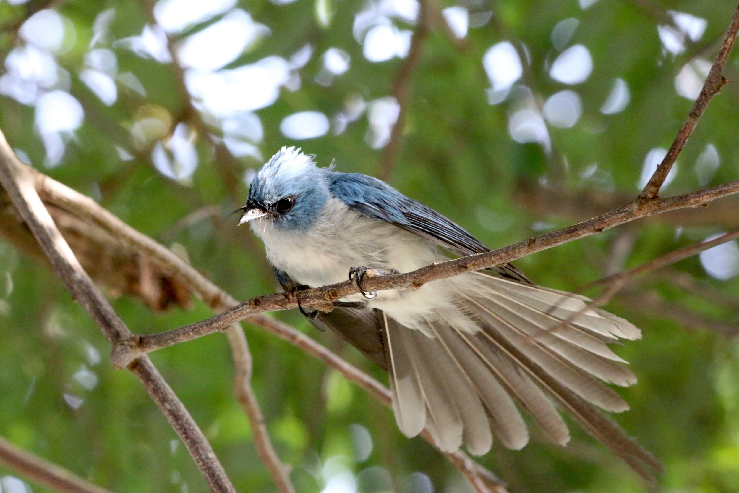 African blue flycatcher, Uganda