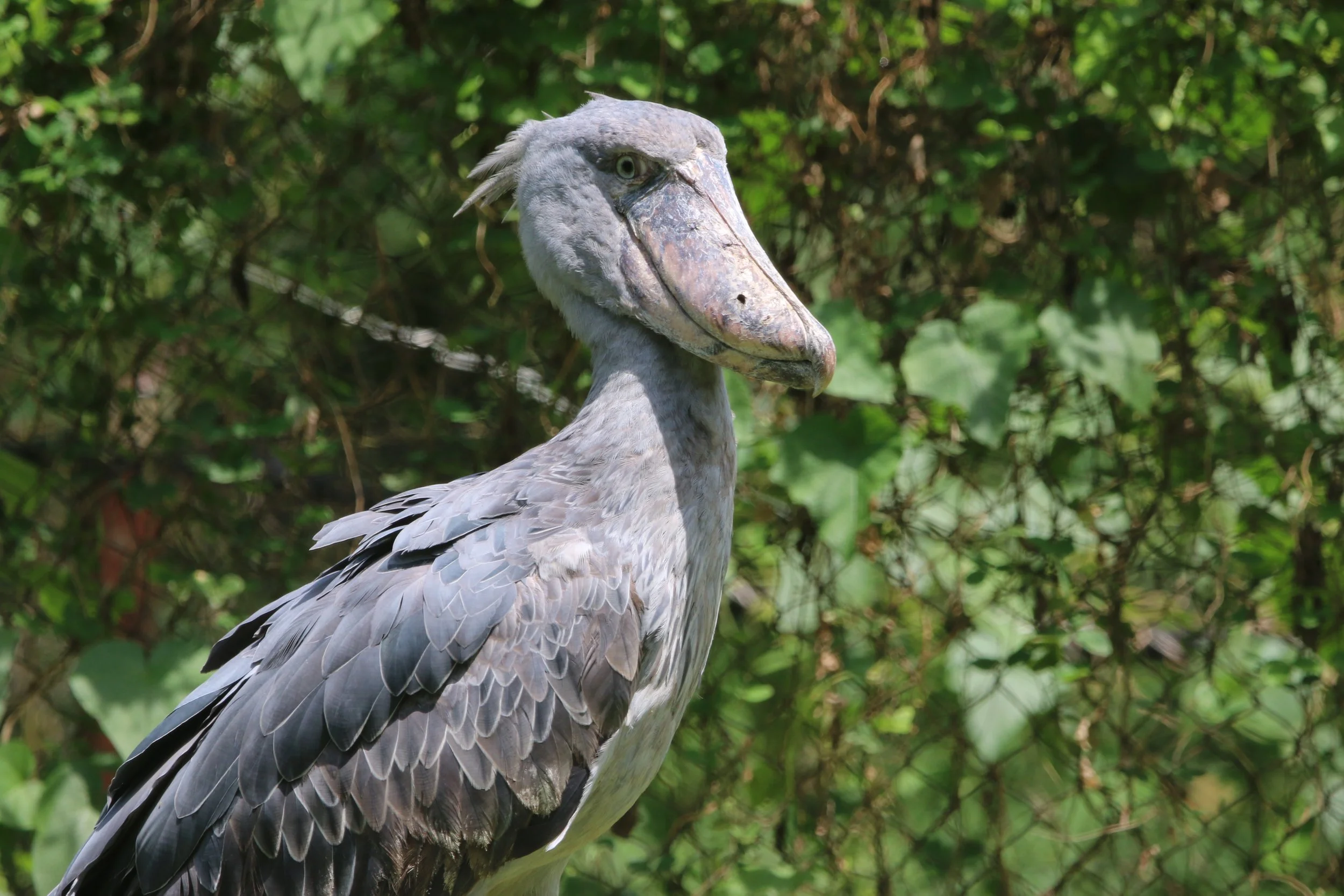 Shoebill, Uganda