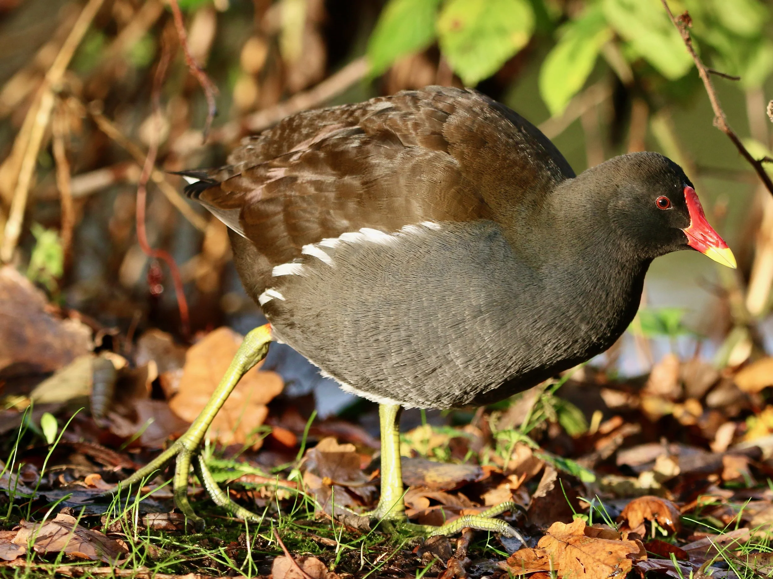 Moorhen, Wirral UK