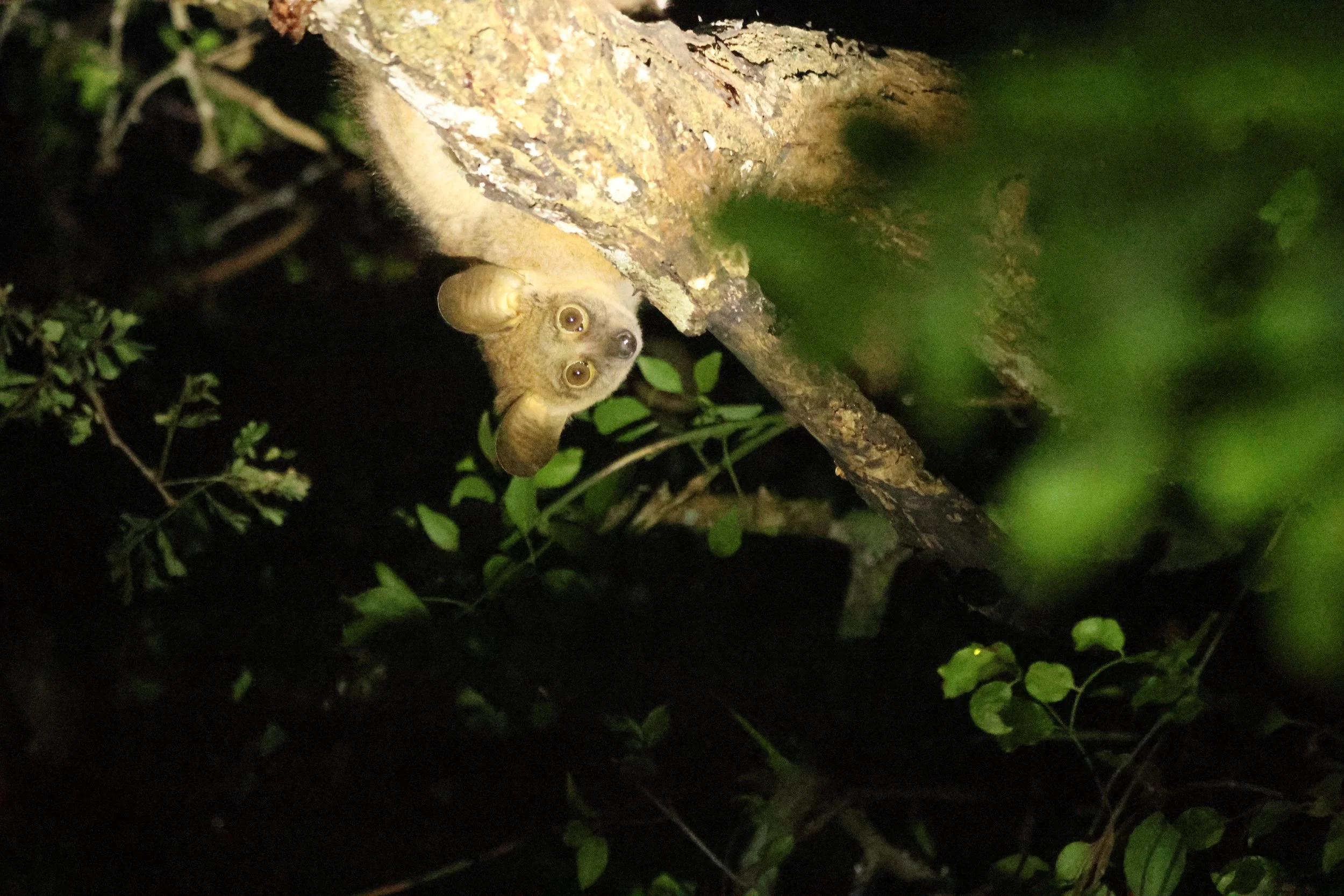 Galago