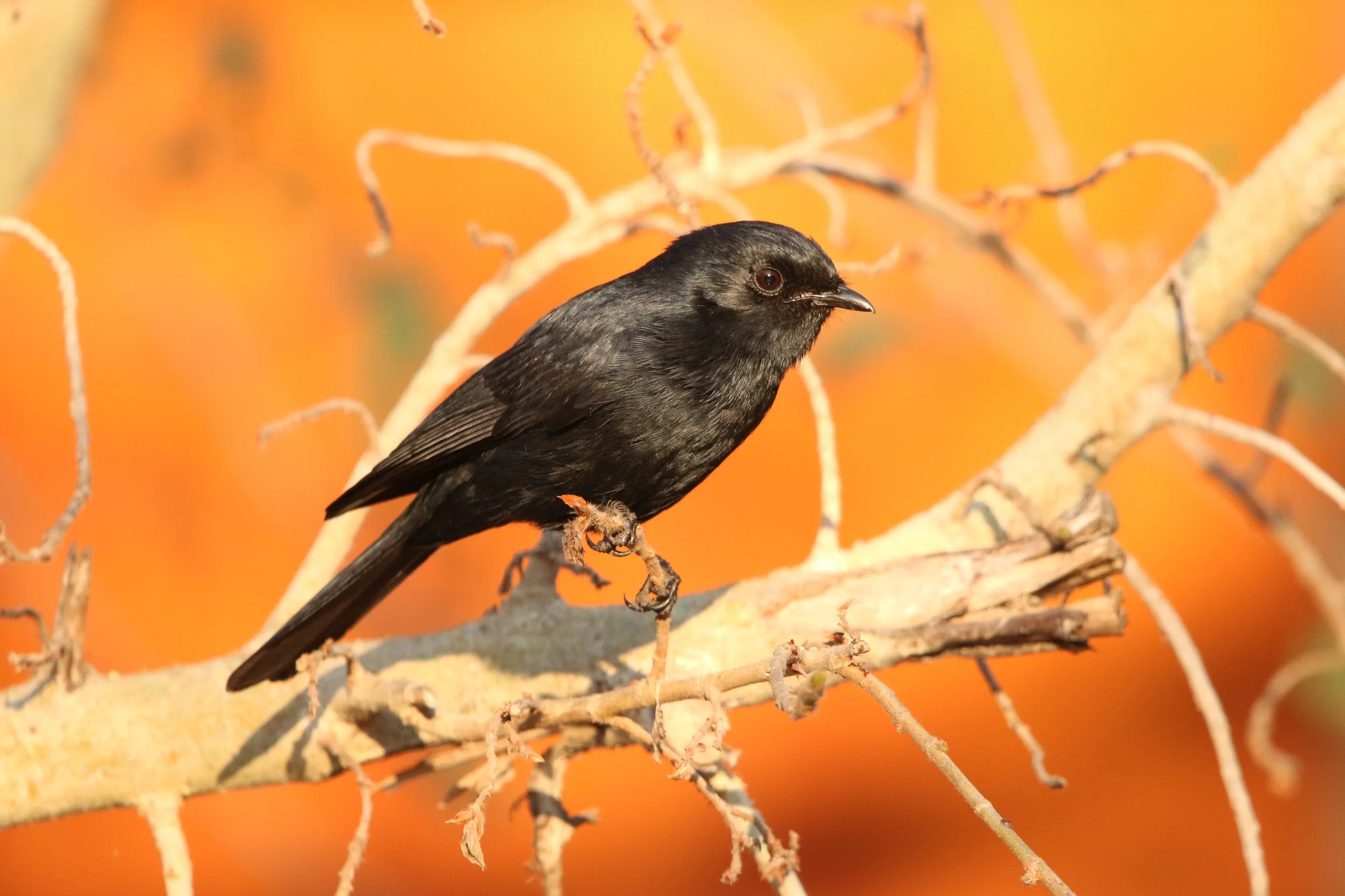 Southern black flycatcher, South Africa