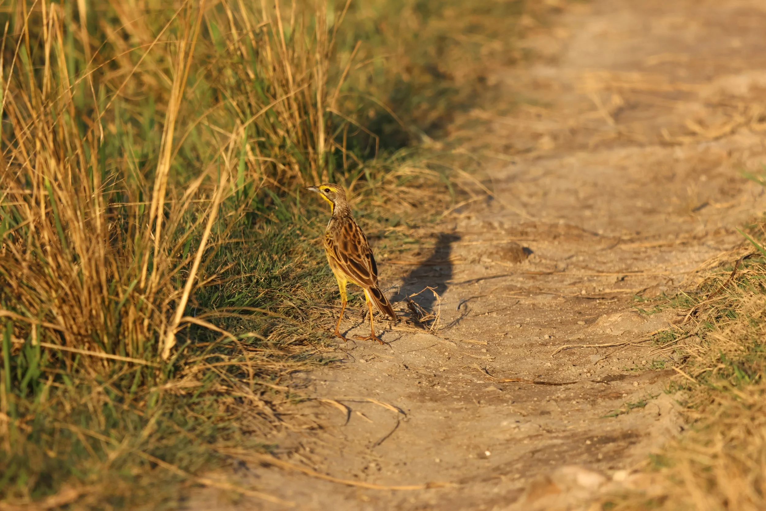 Longclaw, Yellow-throated 1.JPG