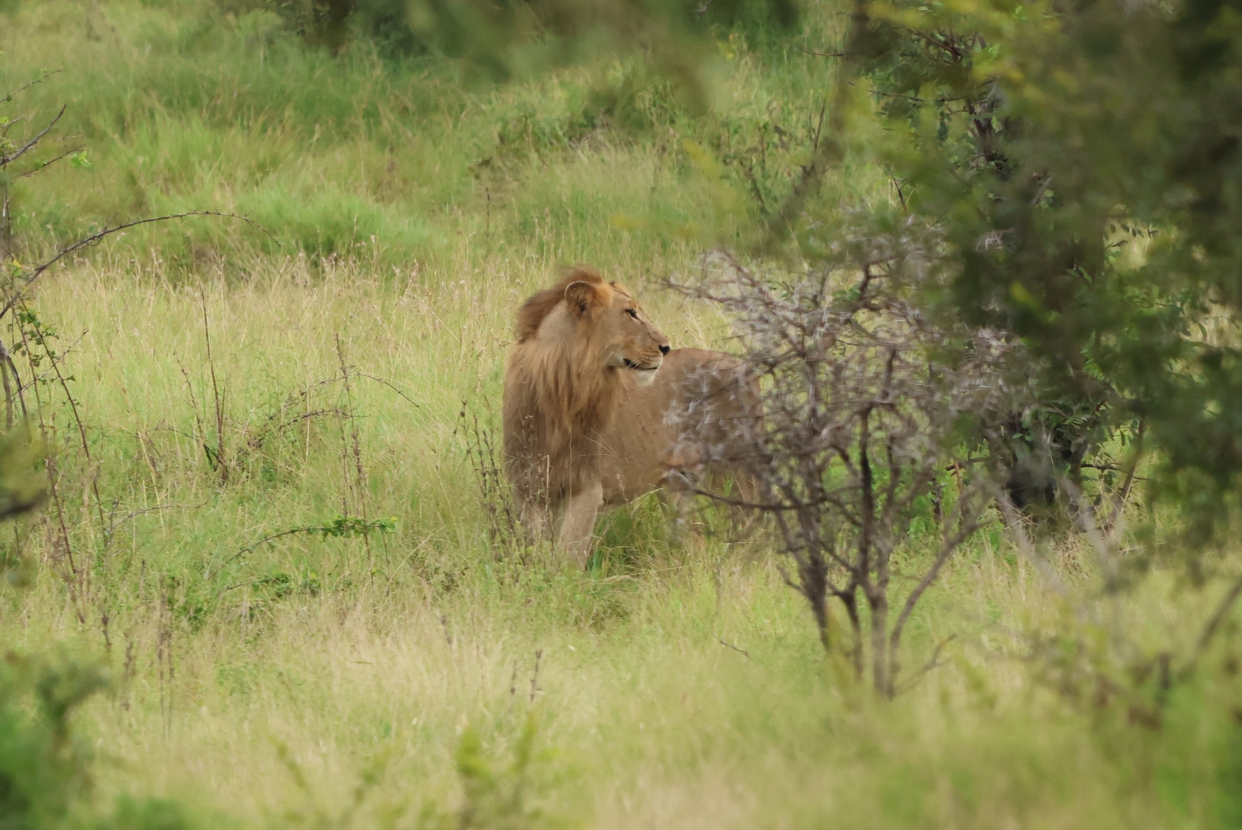 Lion KNP 1.JPG