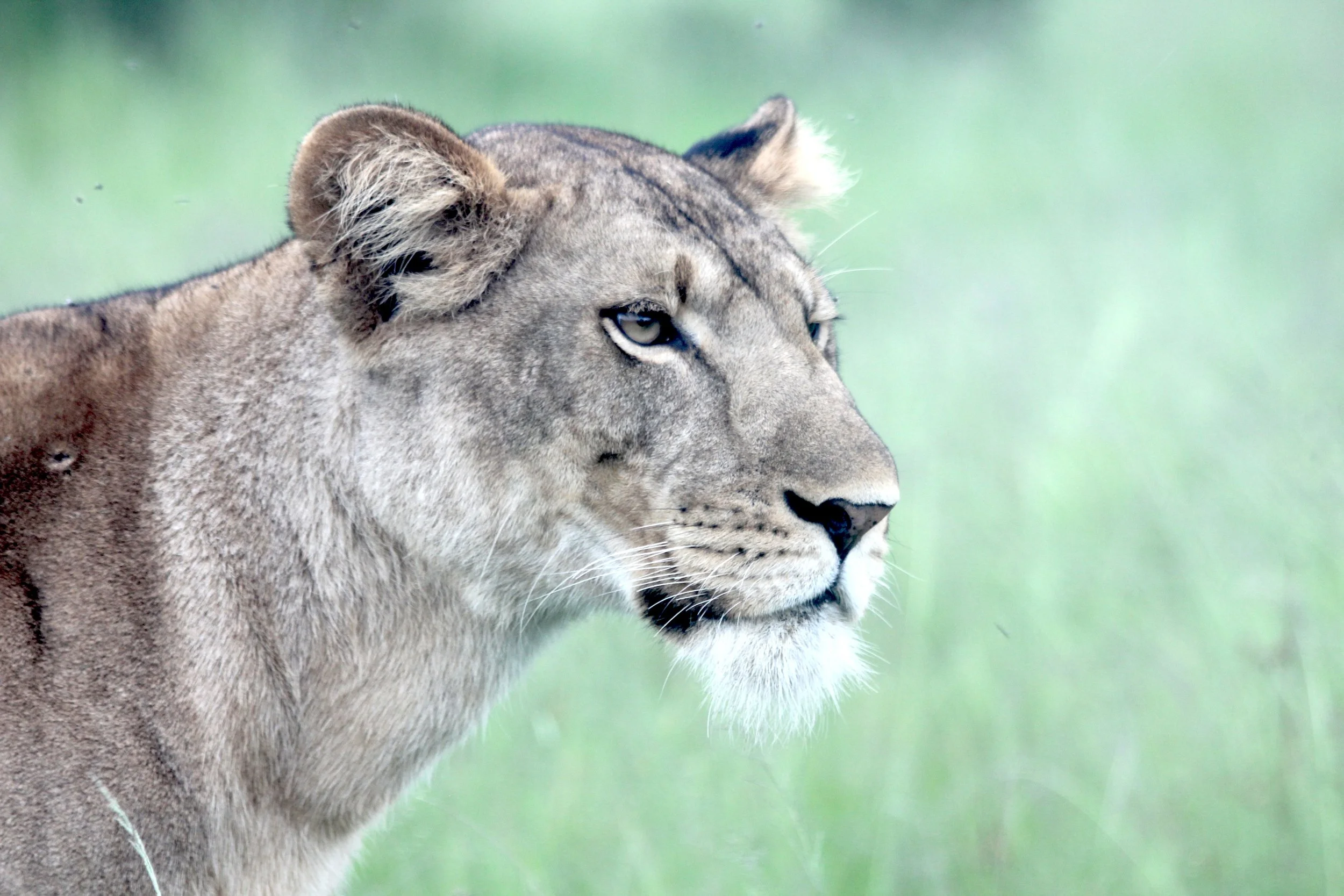 Lion, Uganda