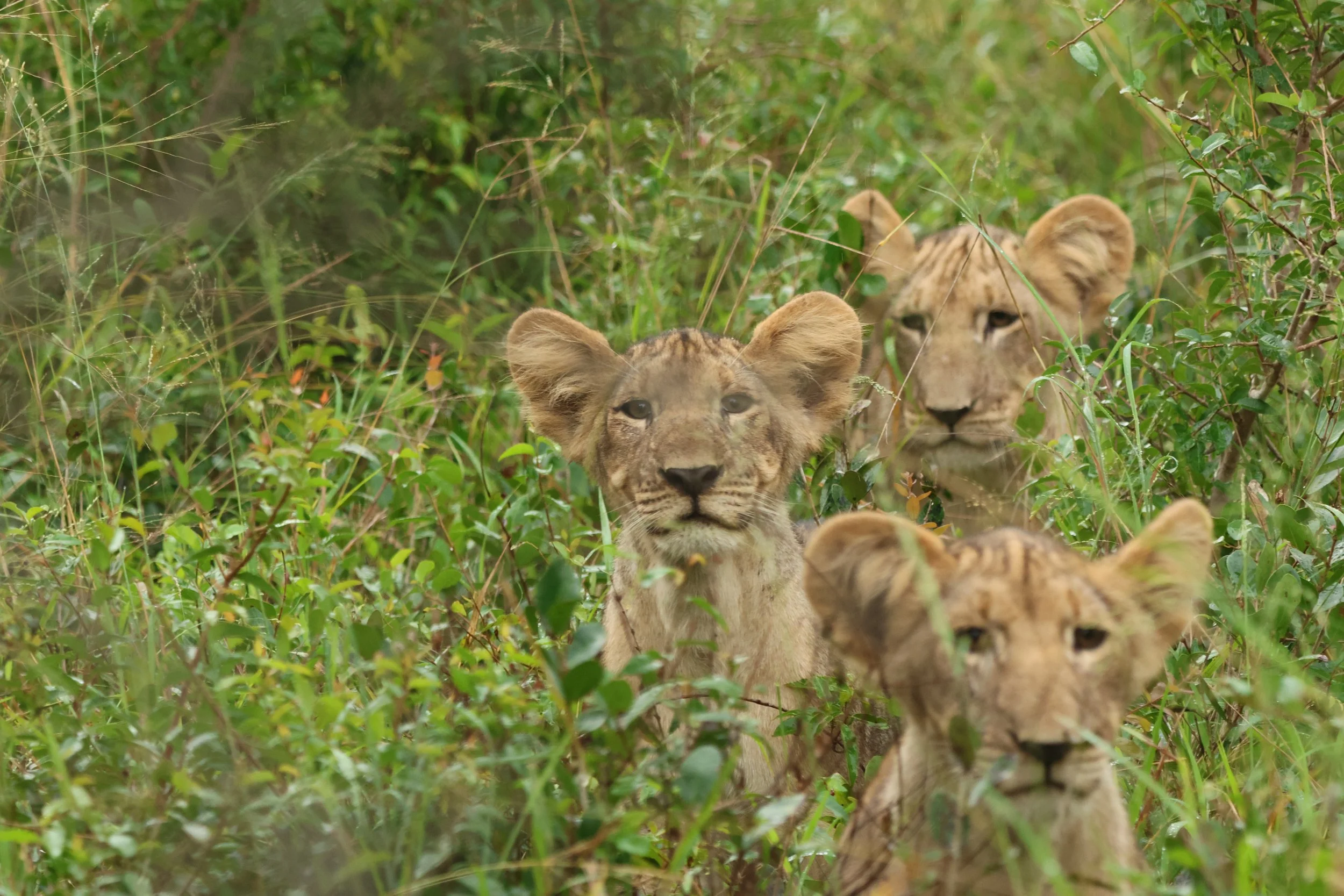 Lion TEP 3.JPG