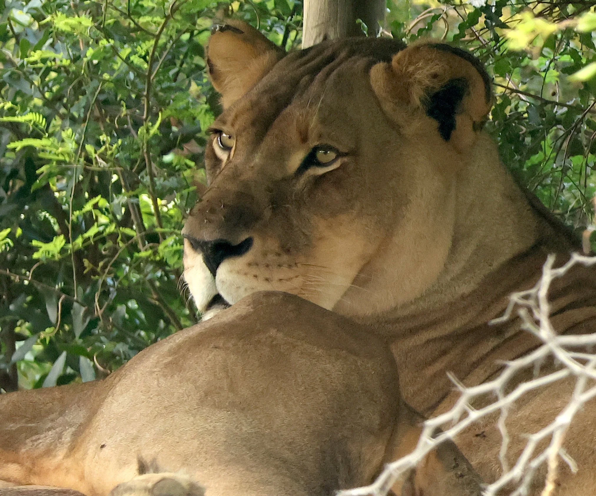 Lion