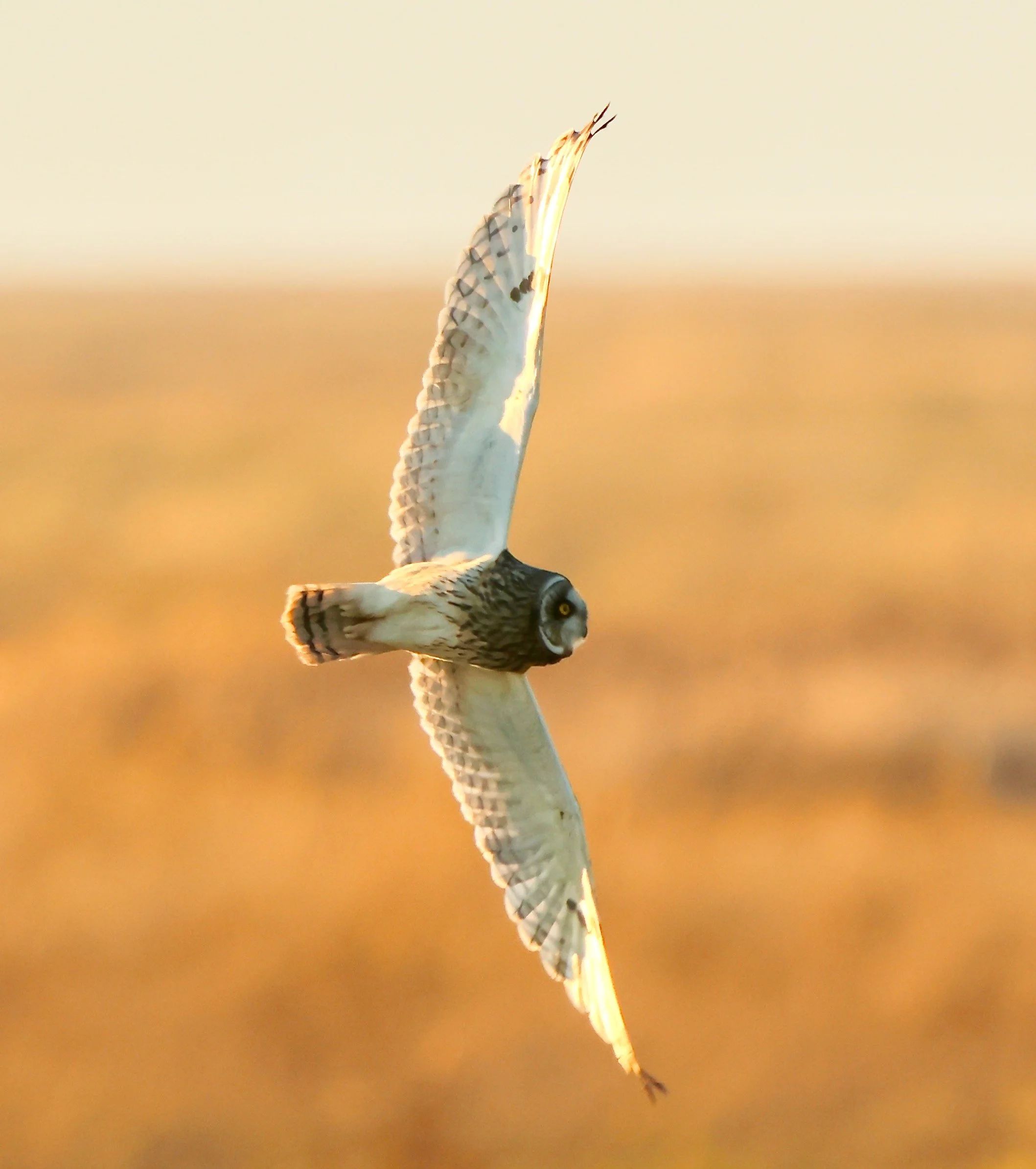 Short-eared owl, Dee estuary