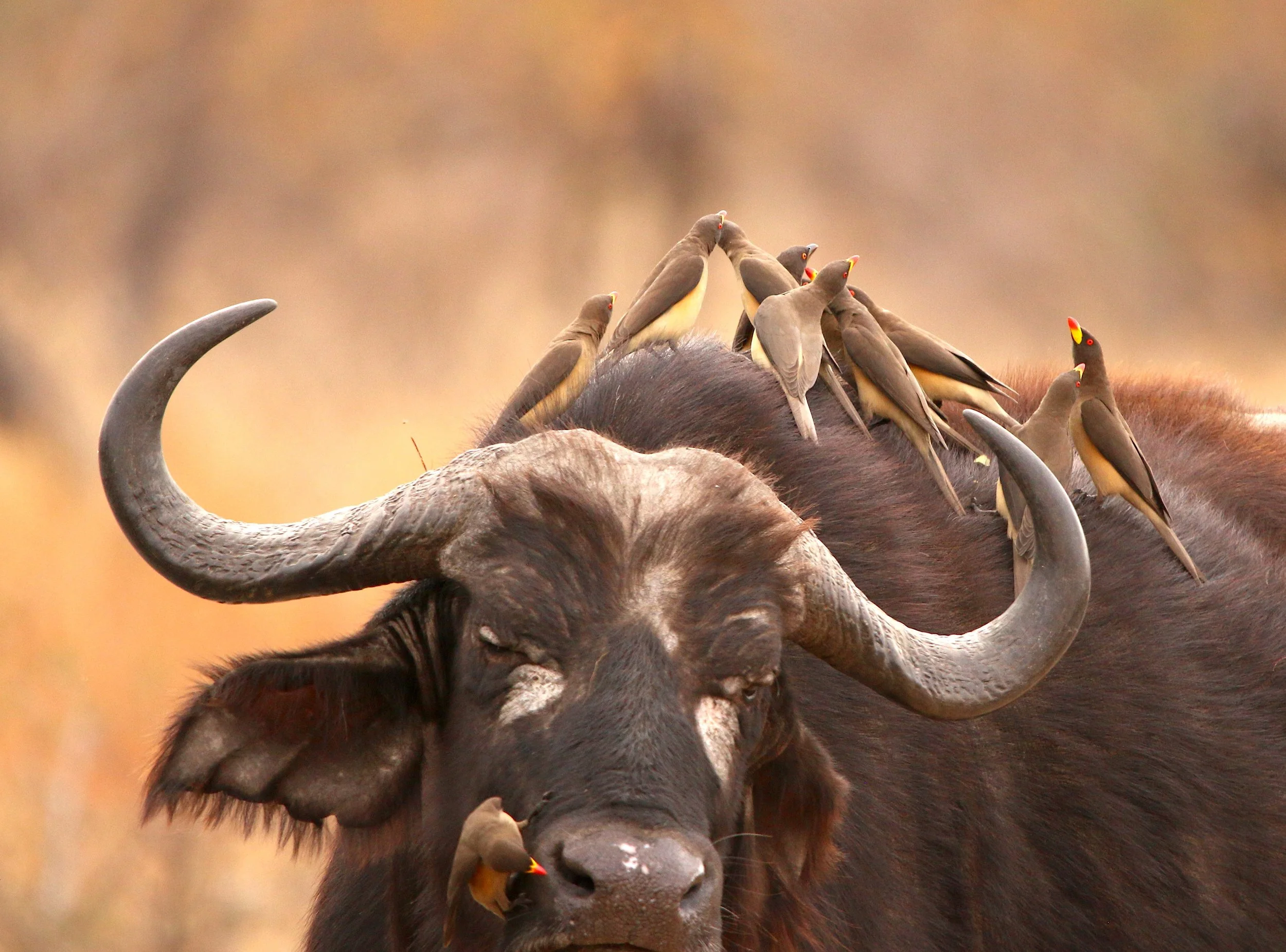 African (Cape) buffalo with yellow-billed oxpeckers, South Africa