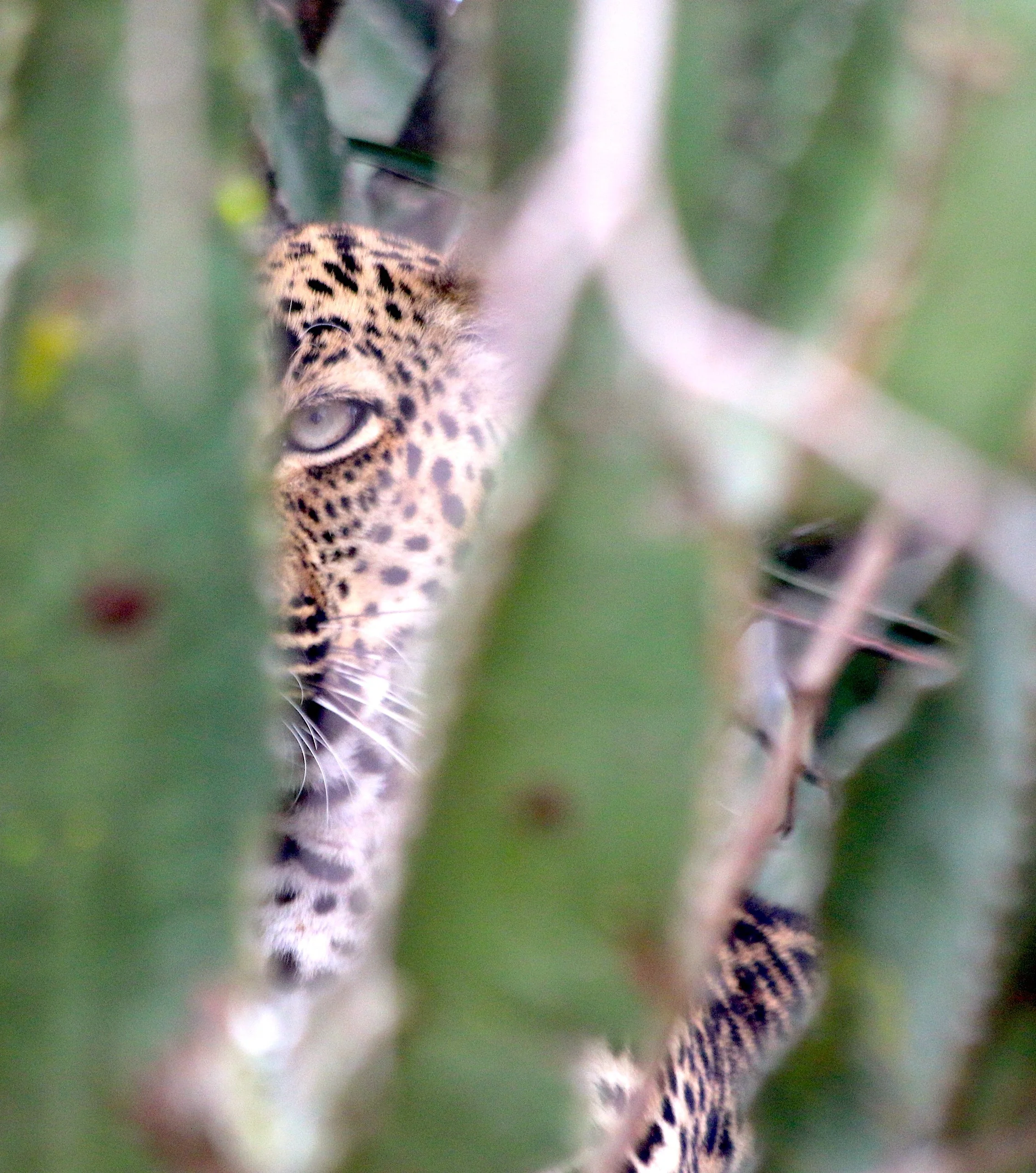 Leopard (hiding), Uganda