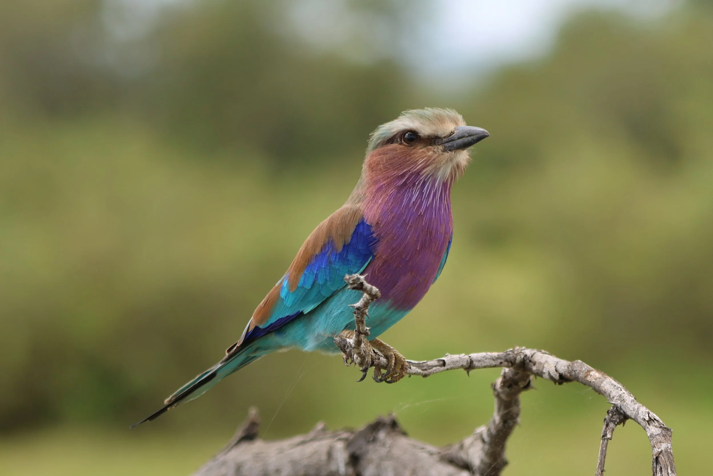 Roller, Lilac-breasted 1.JPG