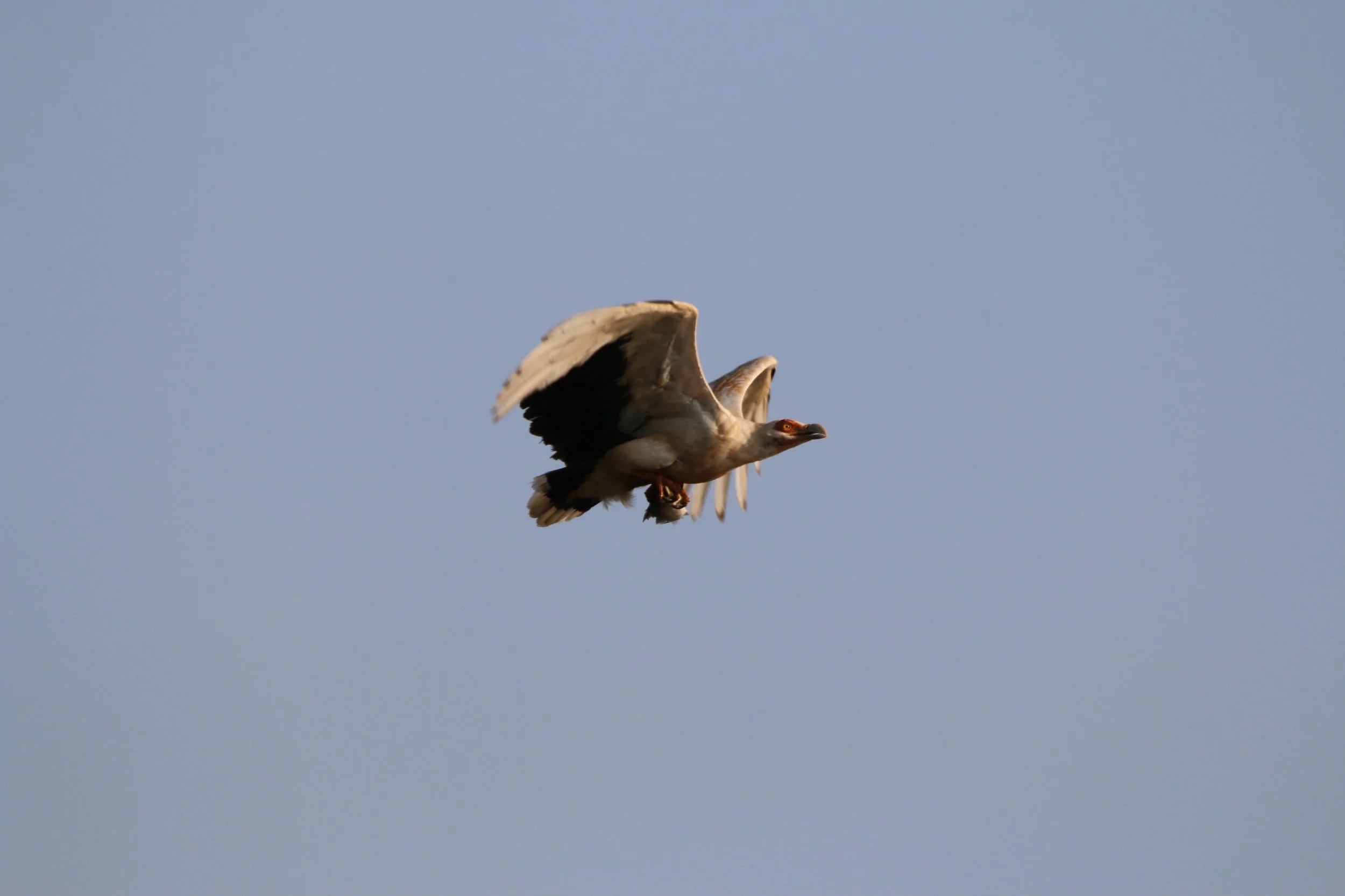 Palm-nut vulture, Uganda