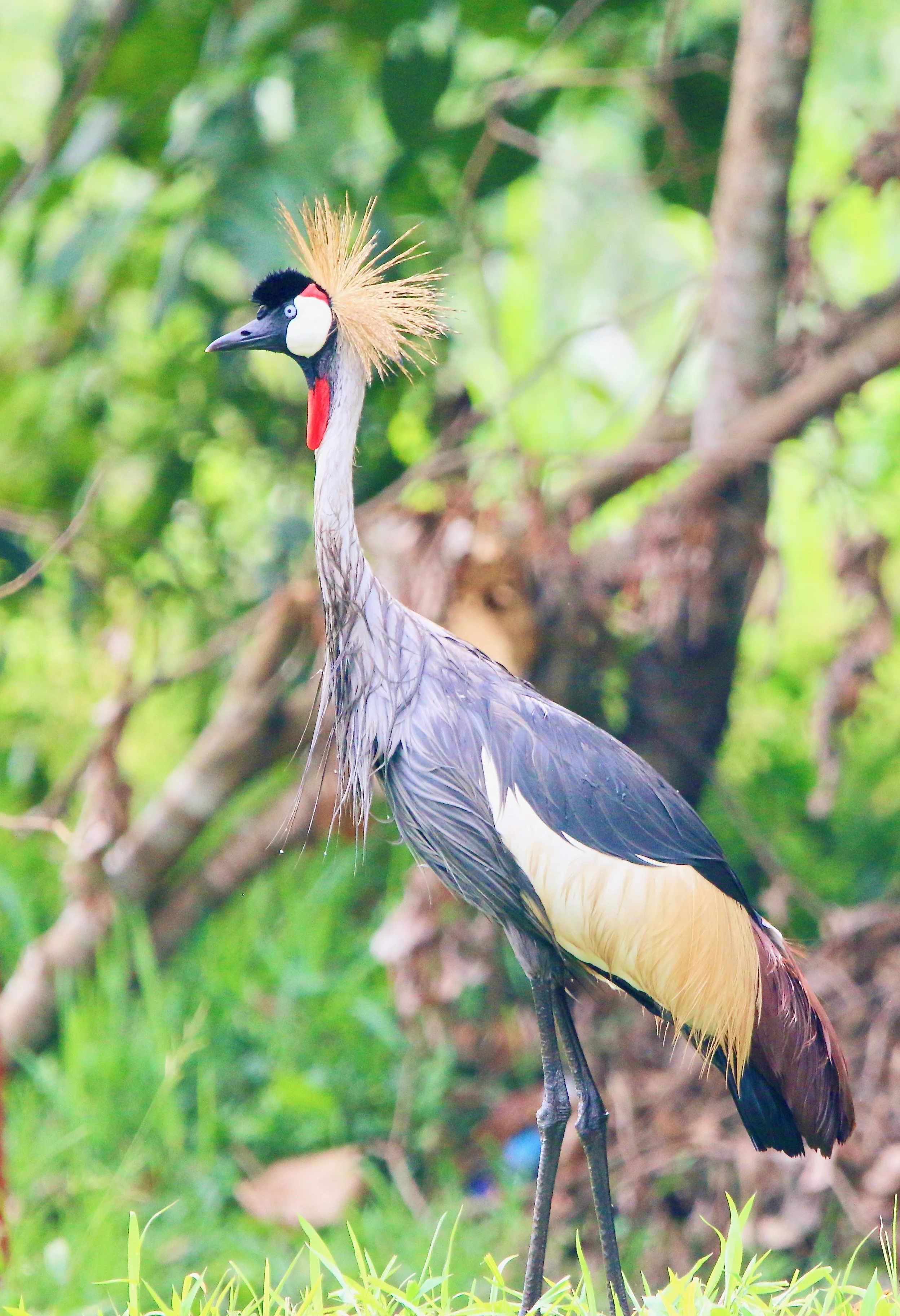 Grey crowned crane, Uganda