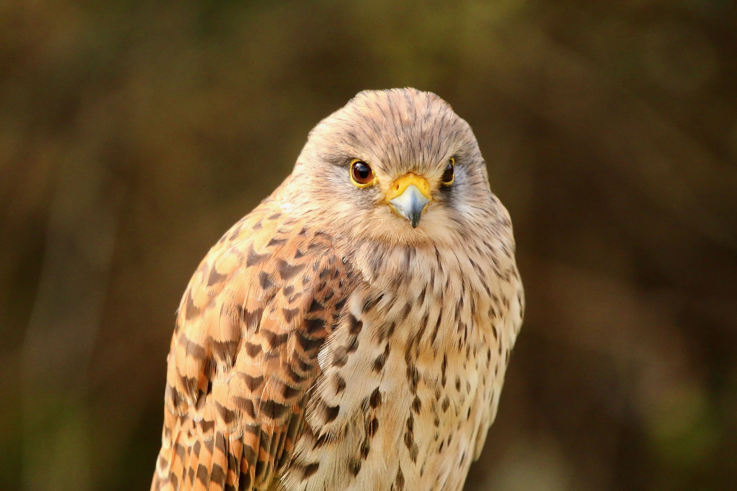 Kestrel. Clearly not an owl ...