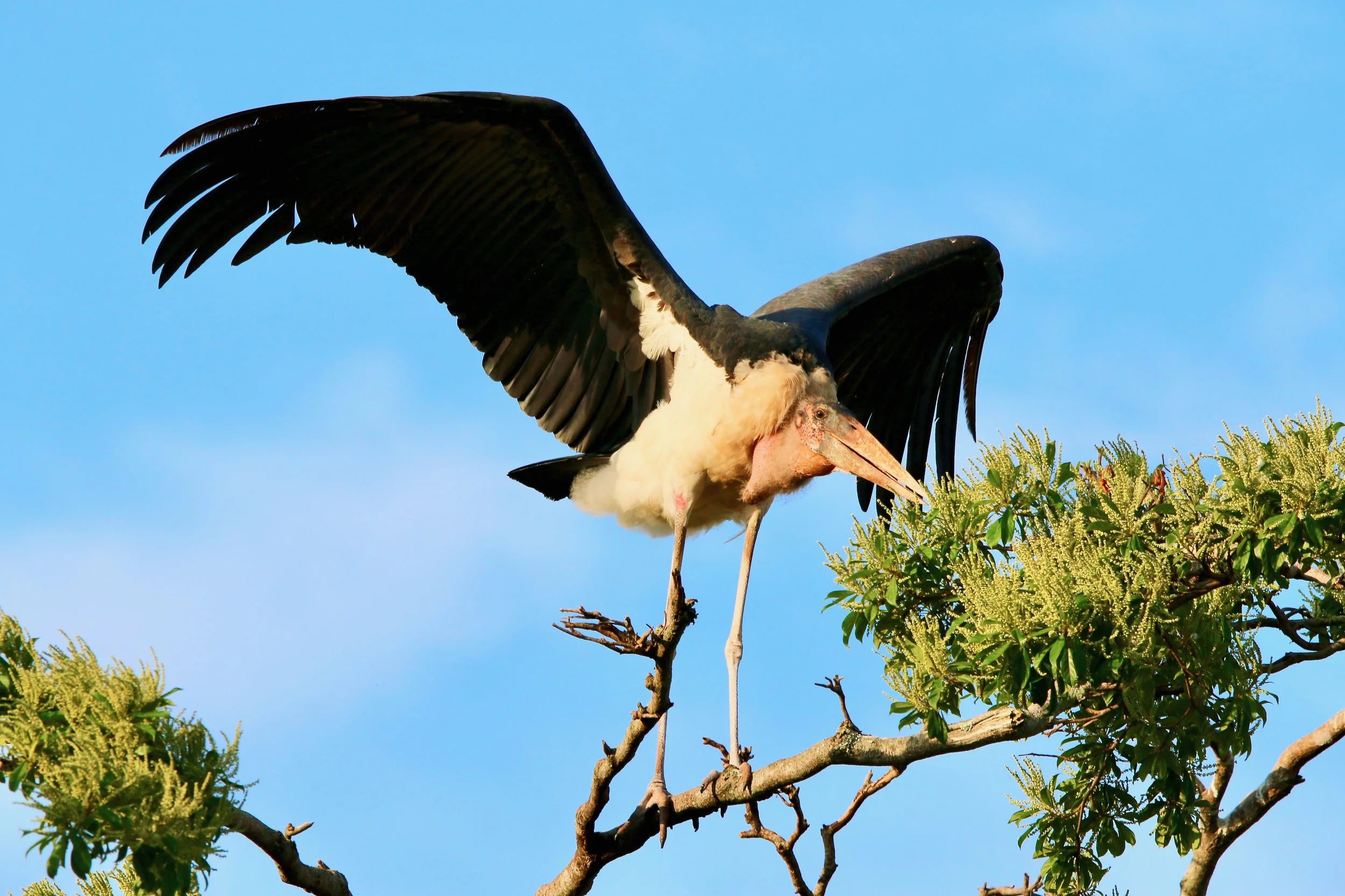 Marabou stork, Uganda