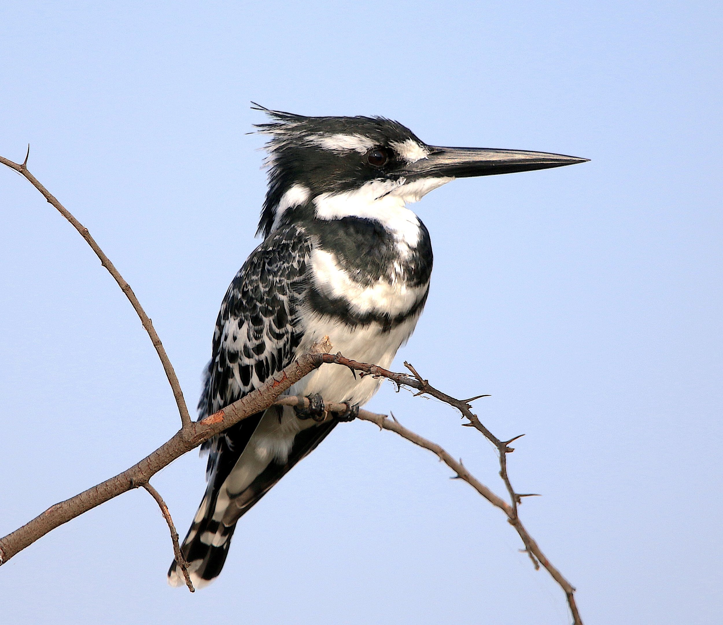 Kingfisher, June 2026