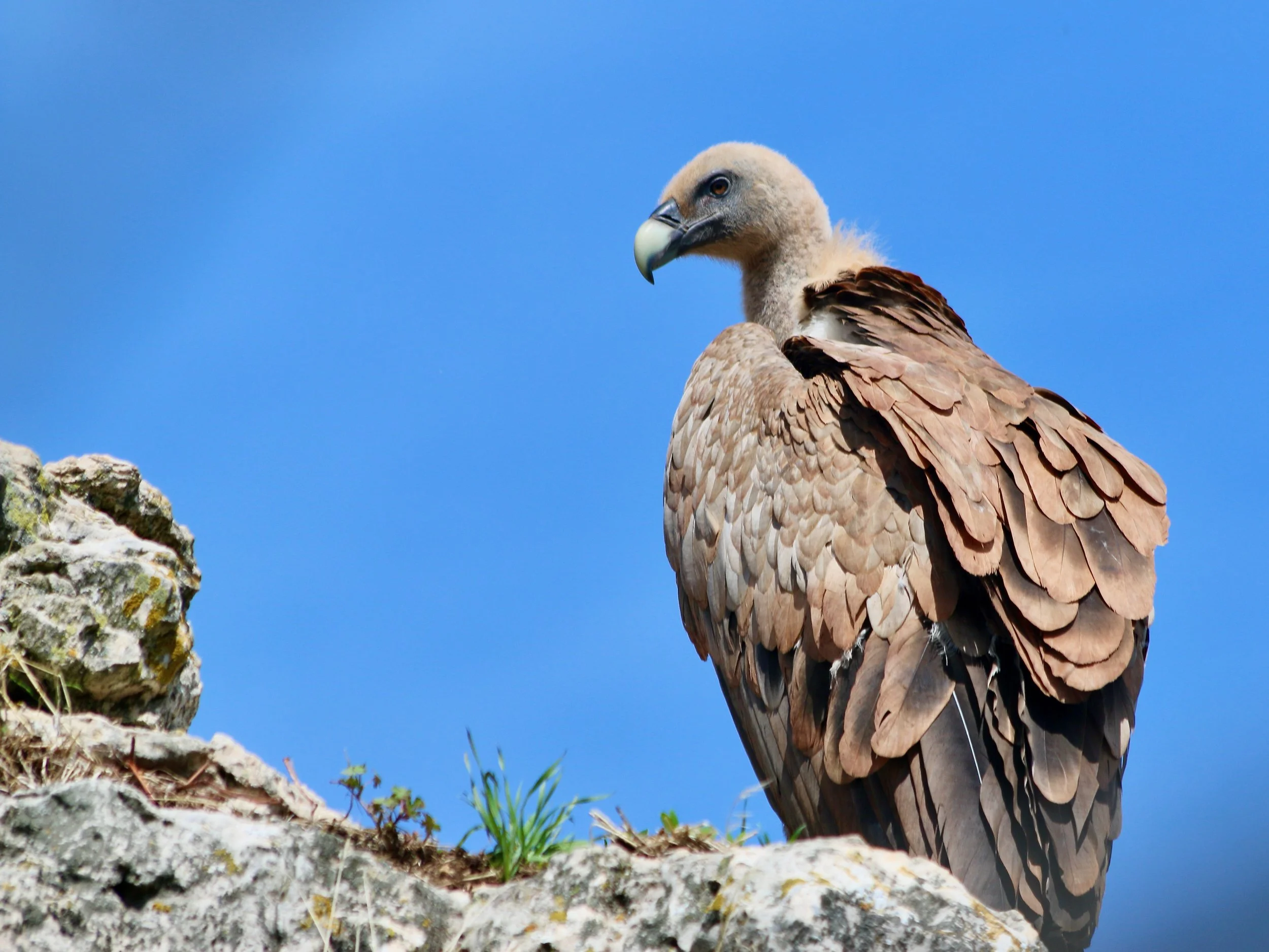 Griffon vulture, France