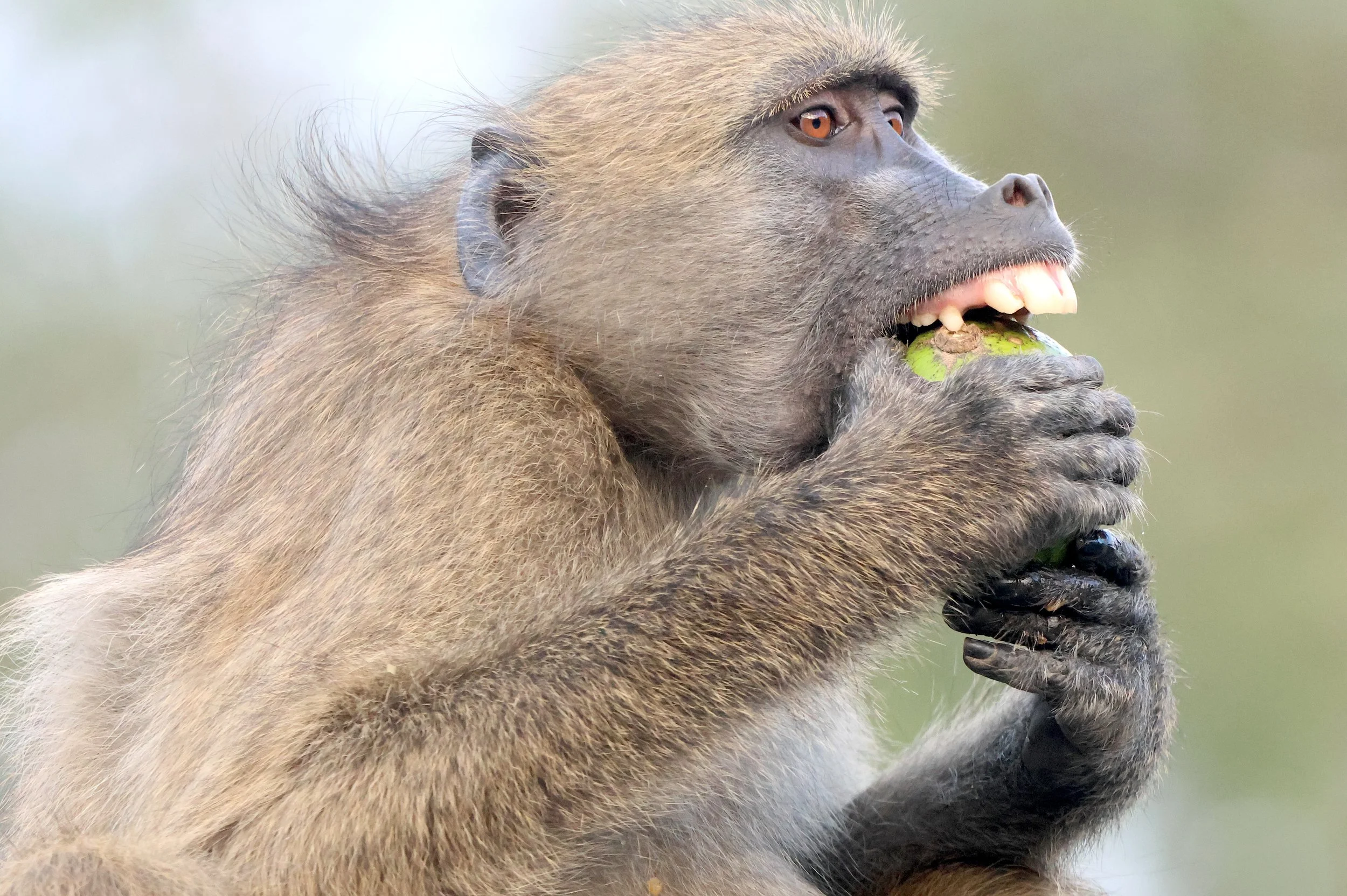 Baboon