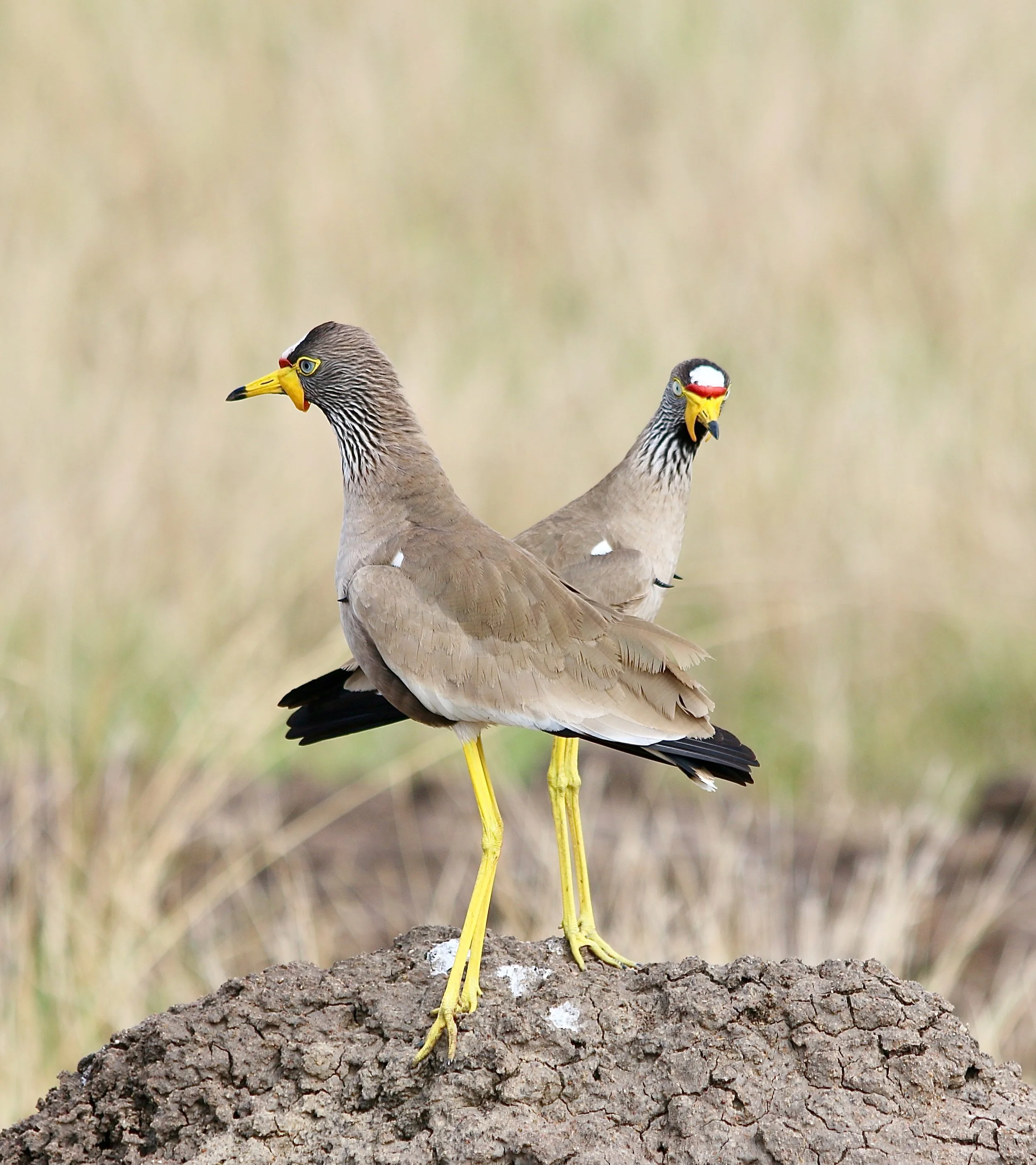 African wattled lapwing, Uganda