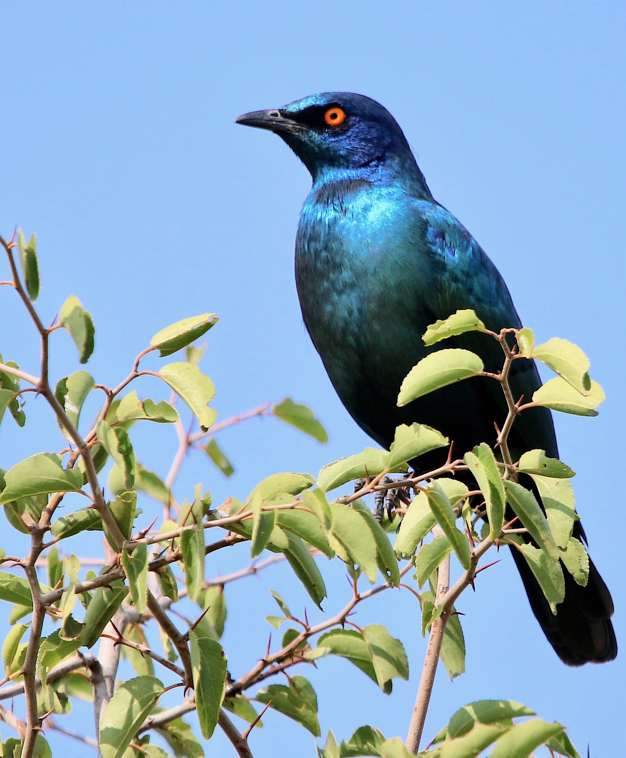 Starling. Who knows what species. South Africa