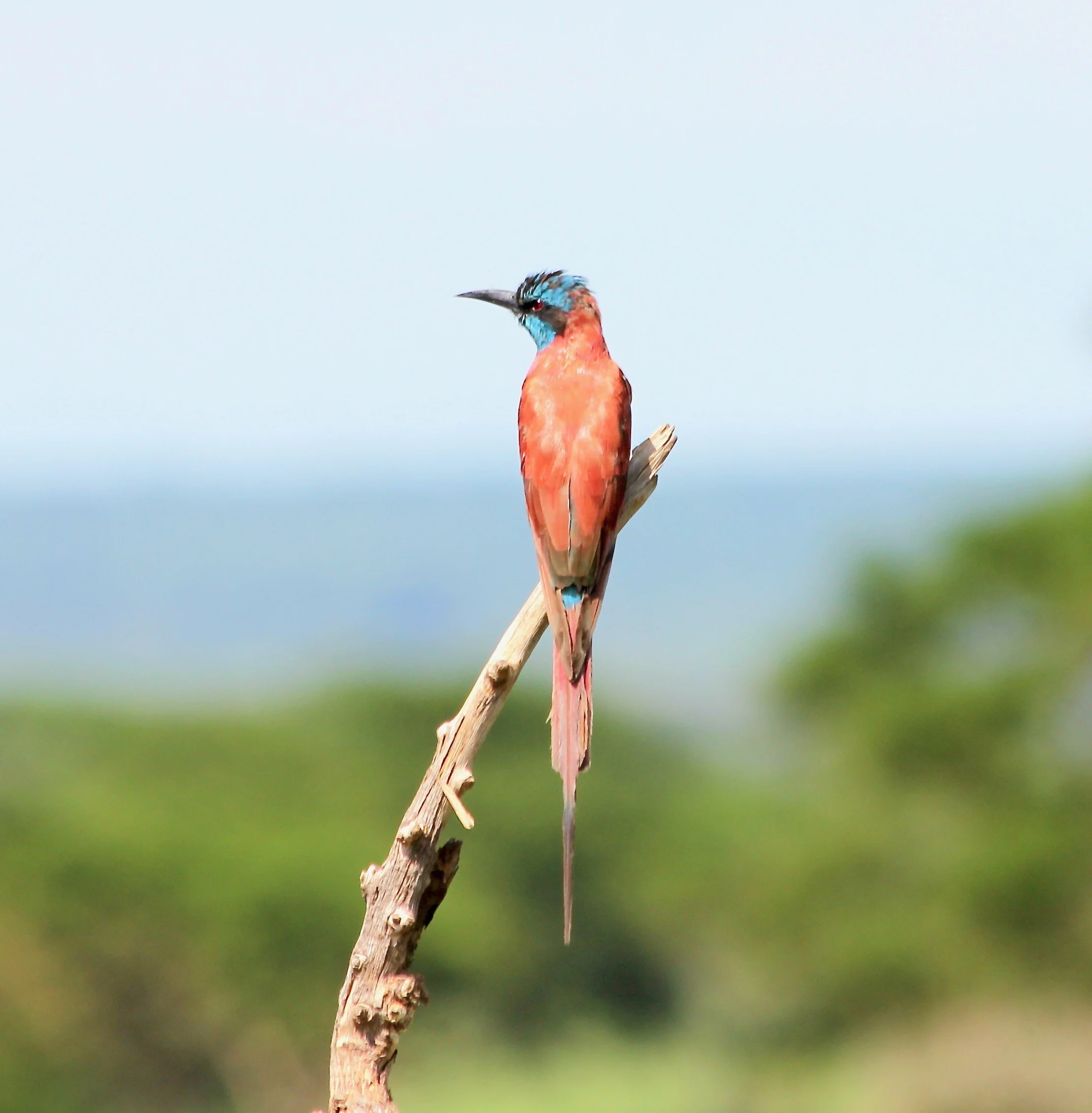 Northern carmine bee-eater, Uganda