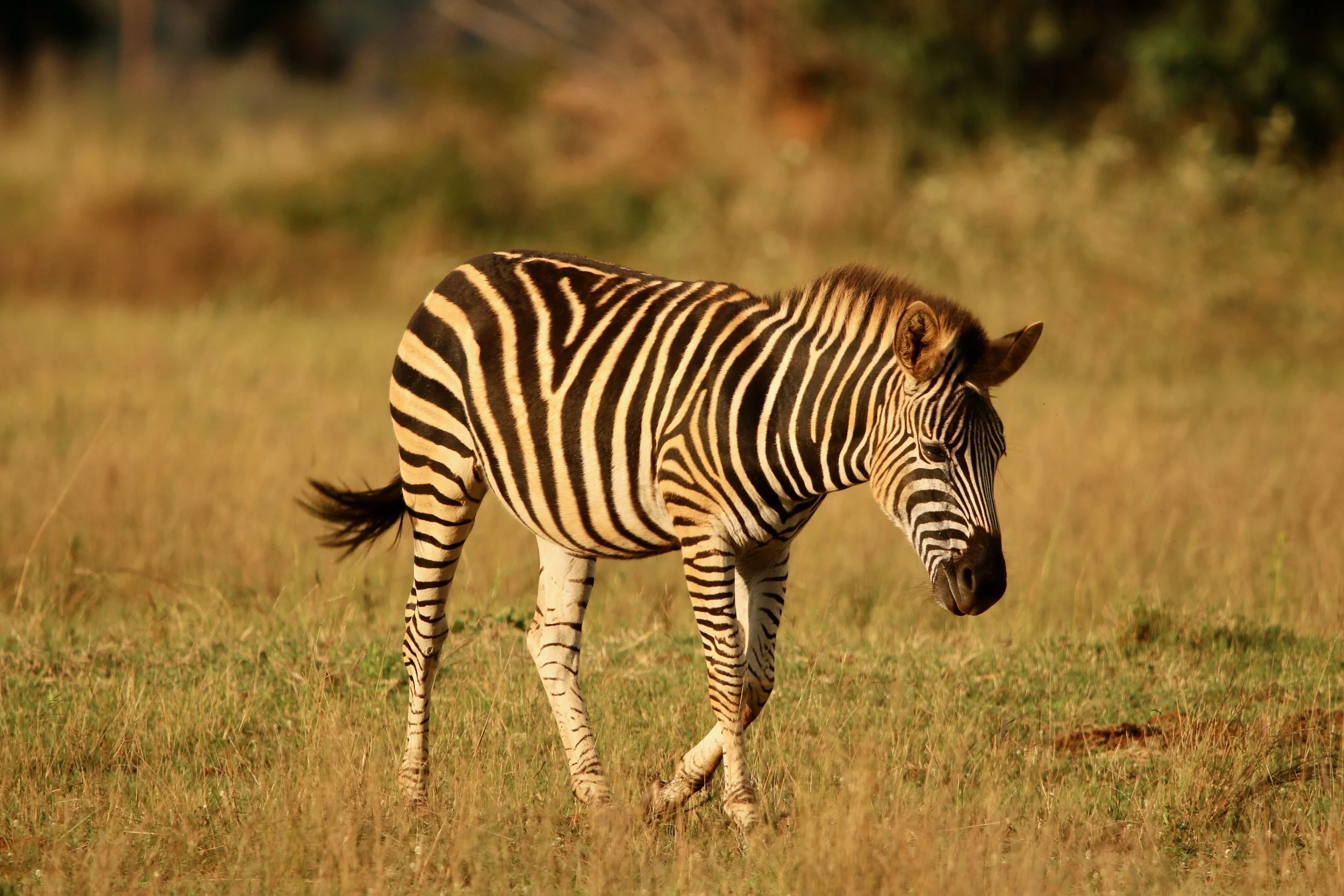 Zebra, South Africa