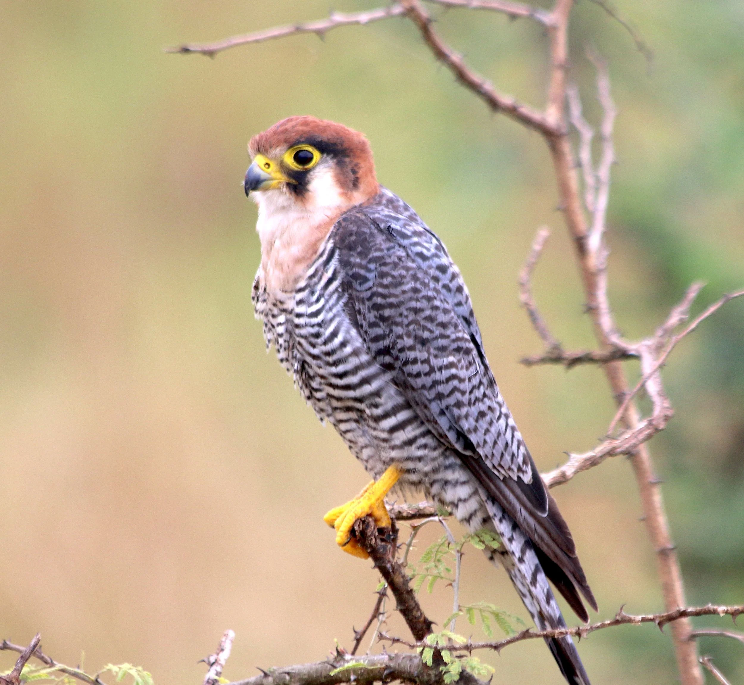 Red-necked falcon