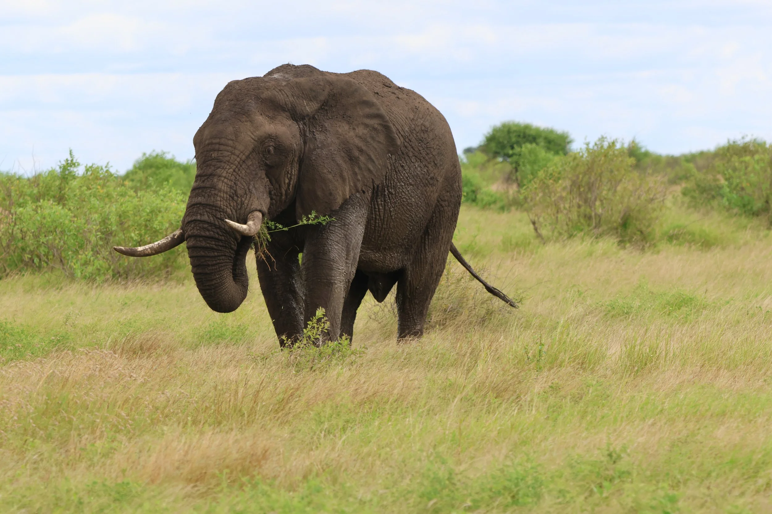 Elephant