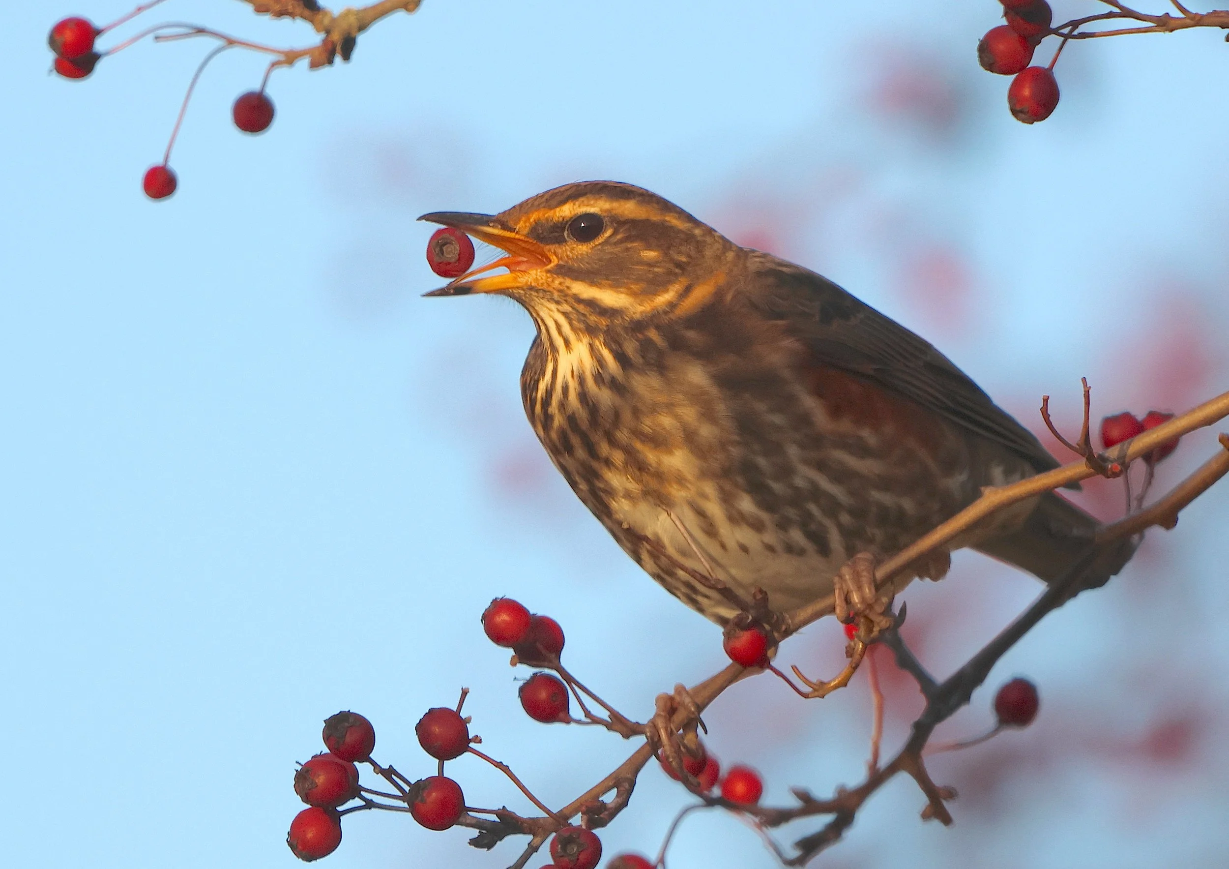 Redwing, NW England