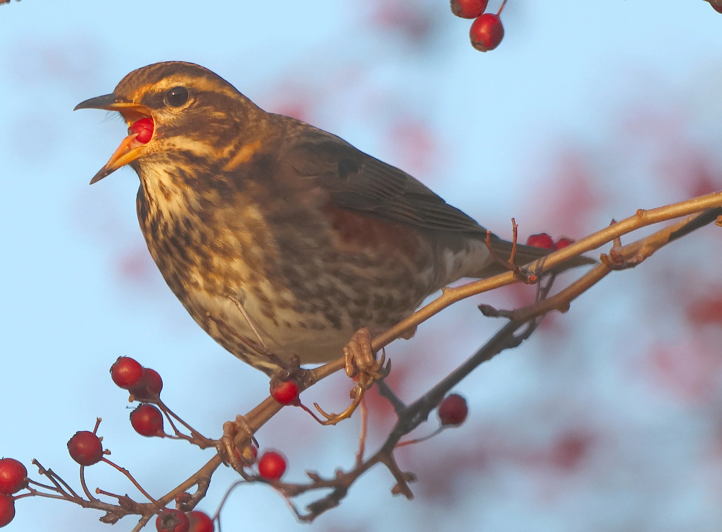 Redwing, NW England