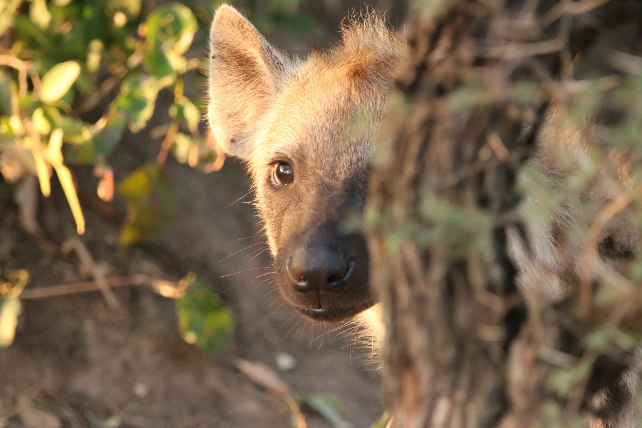 Spotted hyena, South Africa 