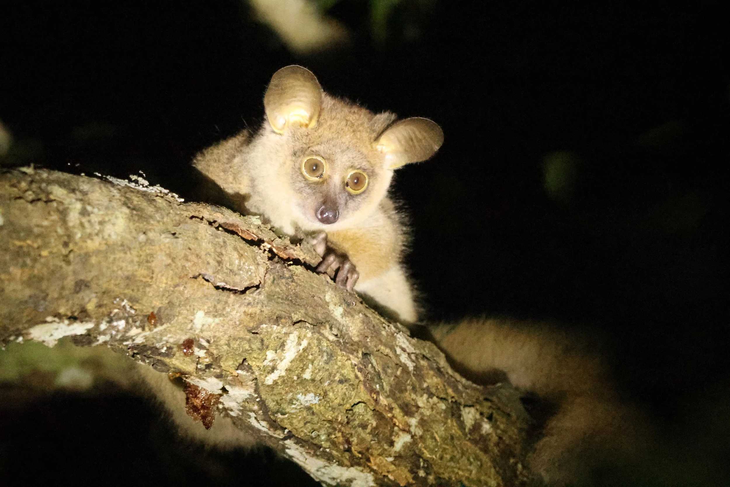 Galago