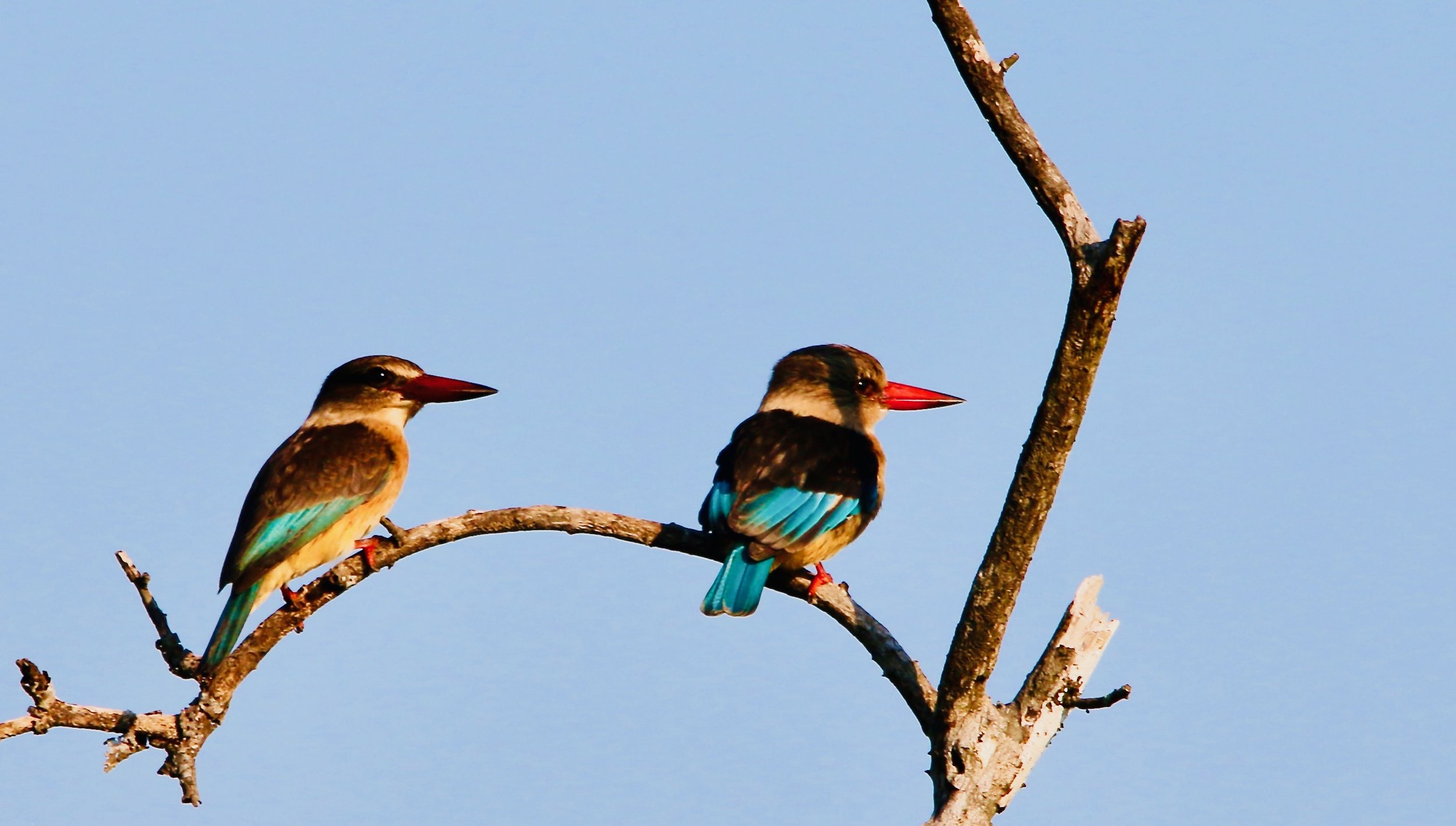 Kingfisher Brown-hooded 2.jpeg