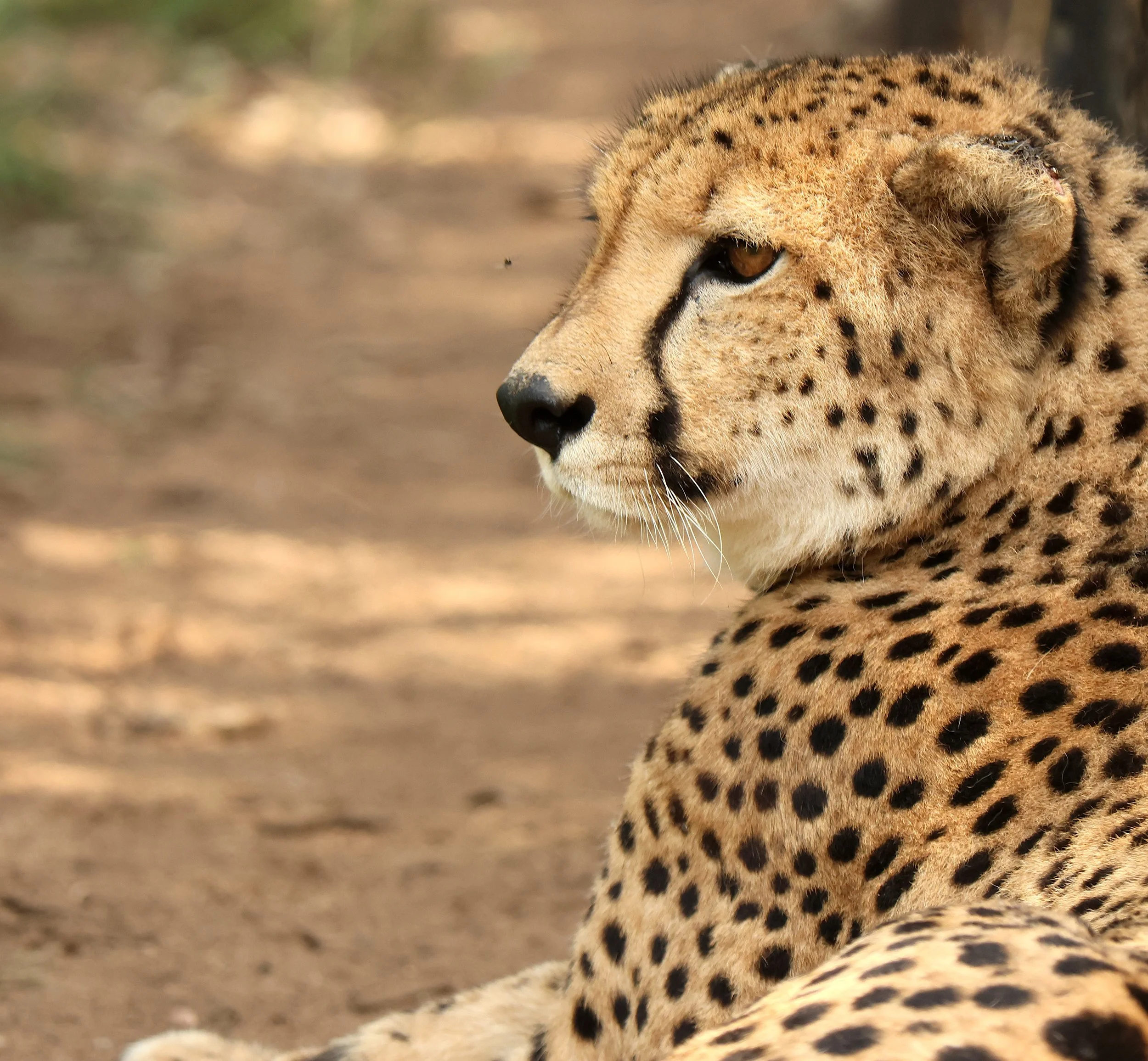 Cheetah
